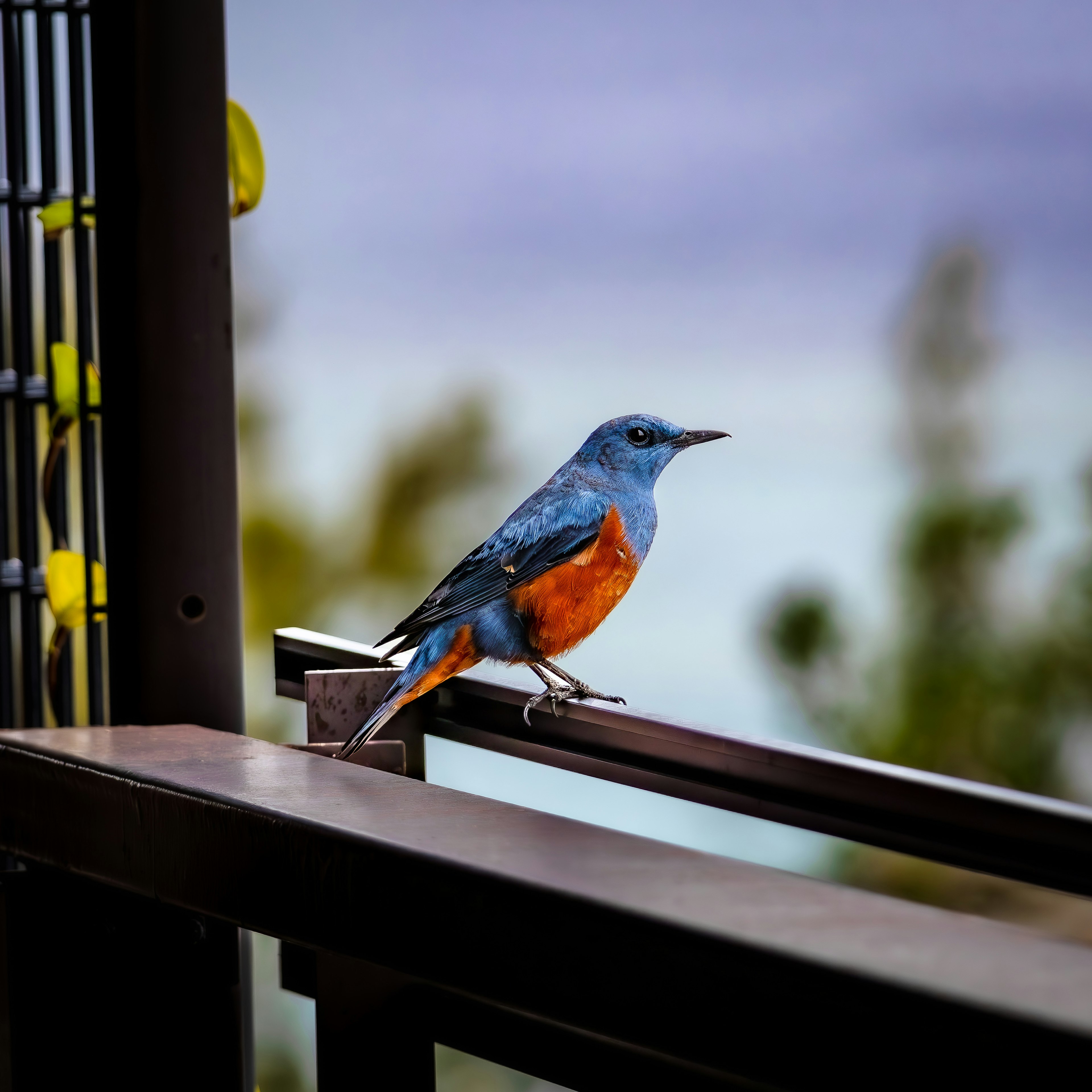 Ein Vogel mit blauen Federn und einer orangefarbenen Brust sitzt auf dem Balkonhandlauf