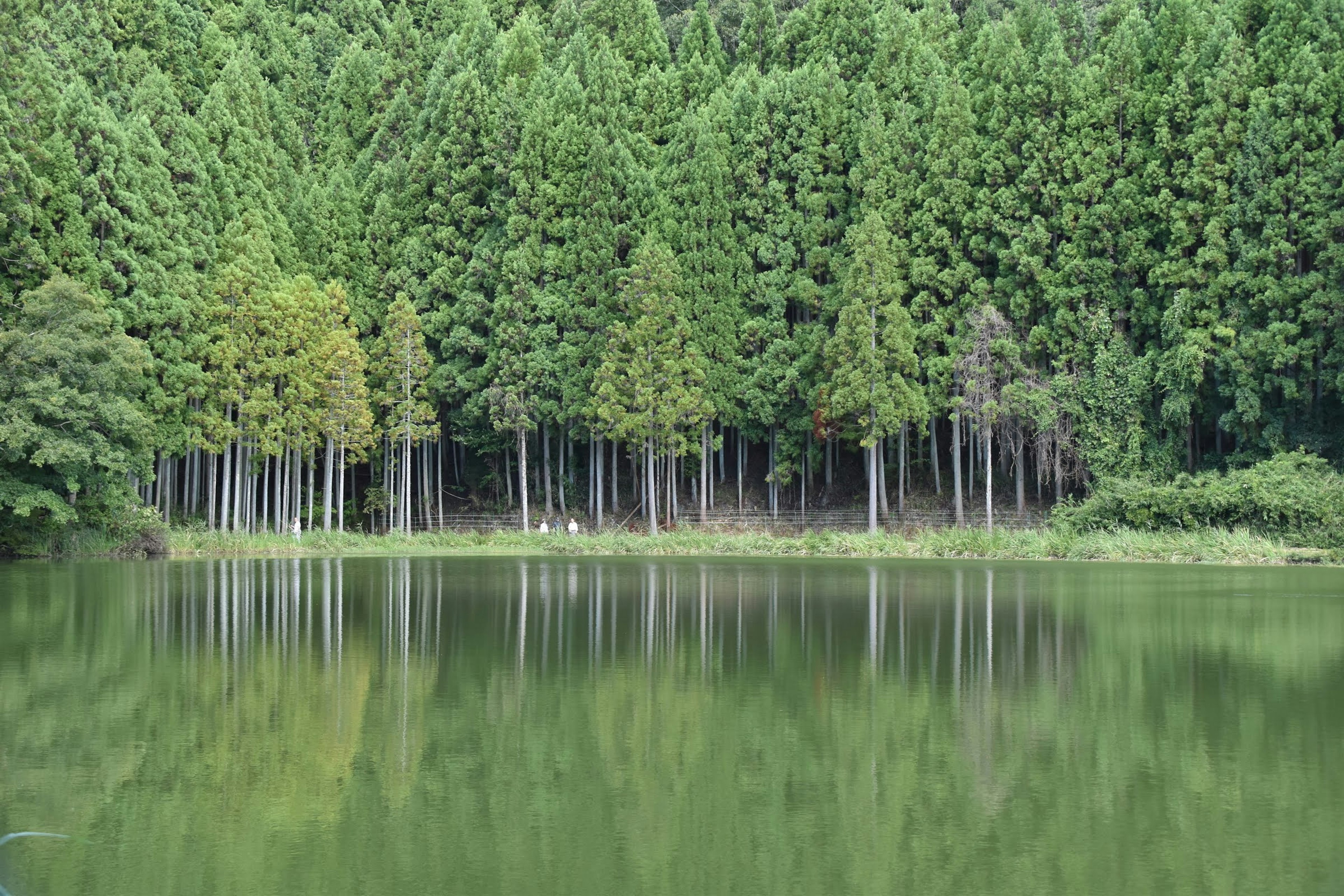 Un lago sereno rodeado de árboles verdes exuberantes