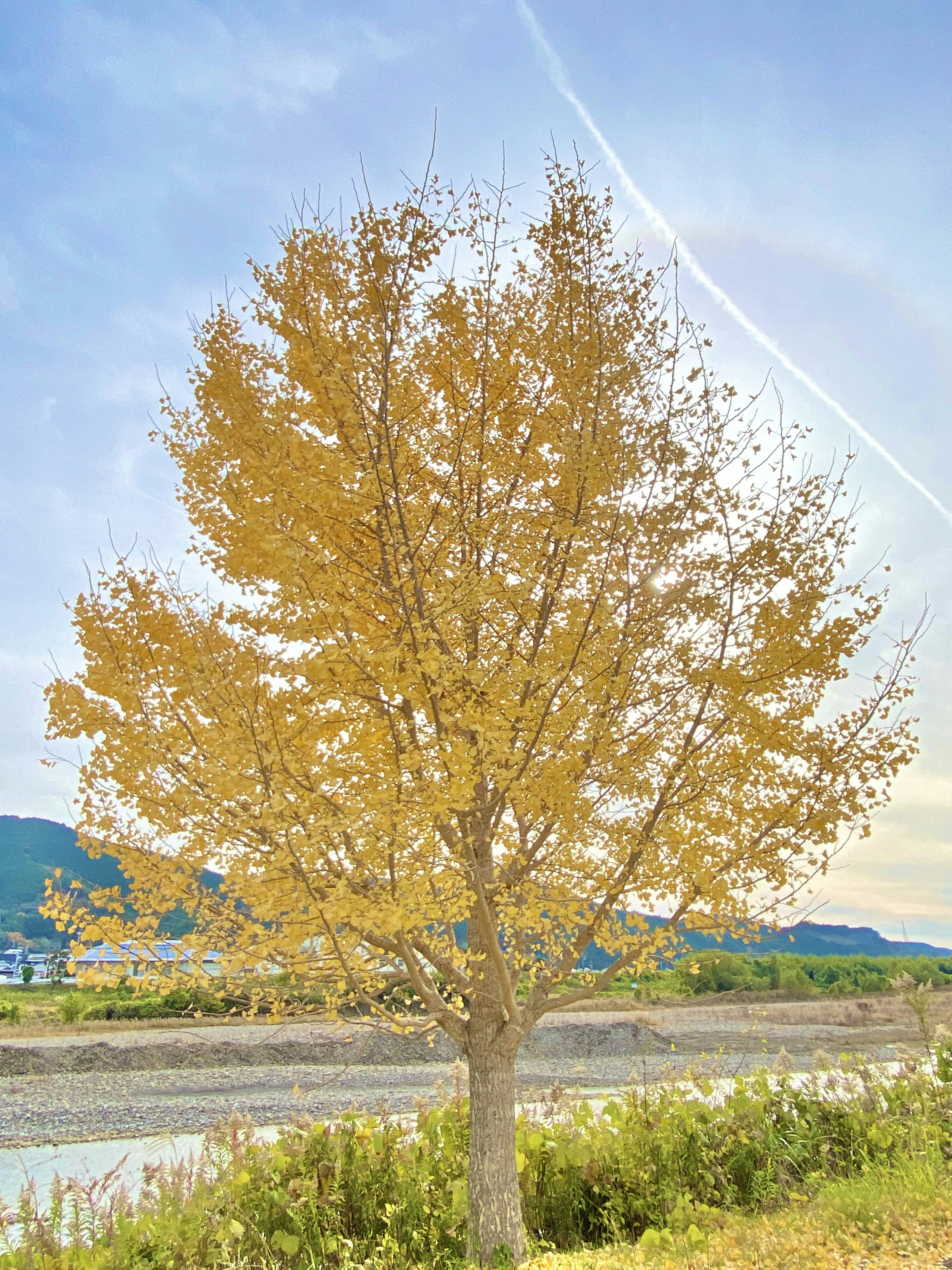 Ein gelber Herbstbaum steht am Fluss