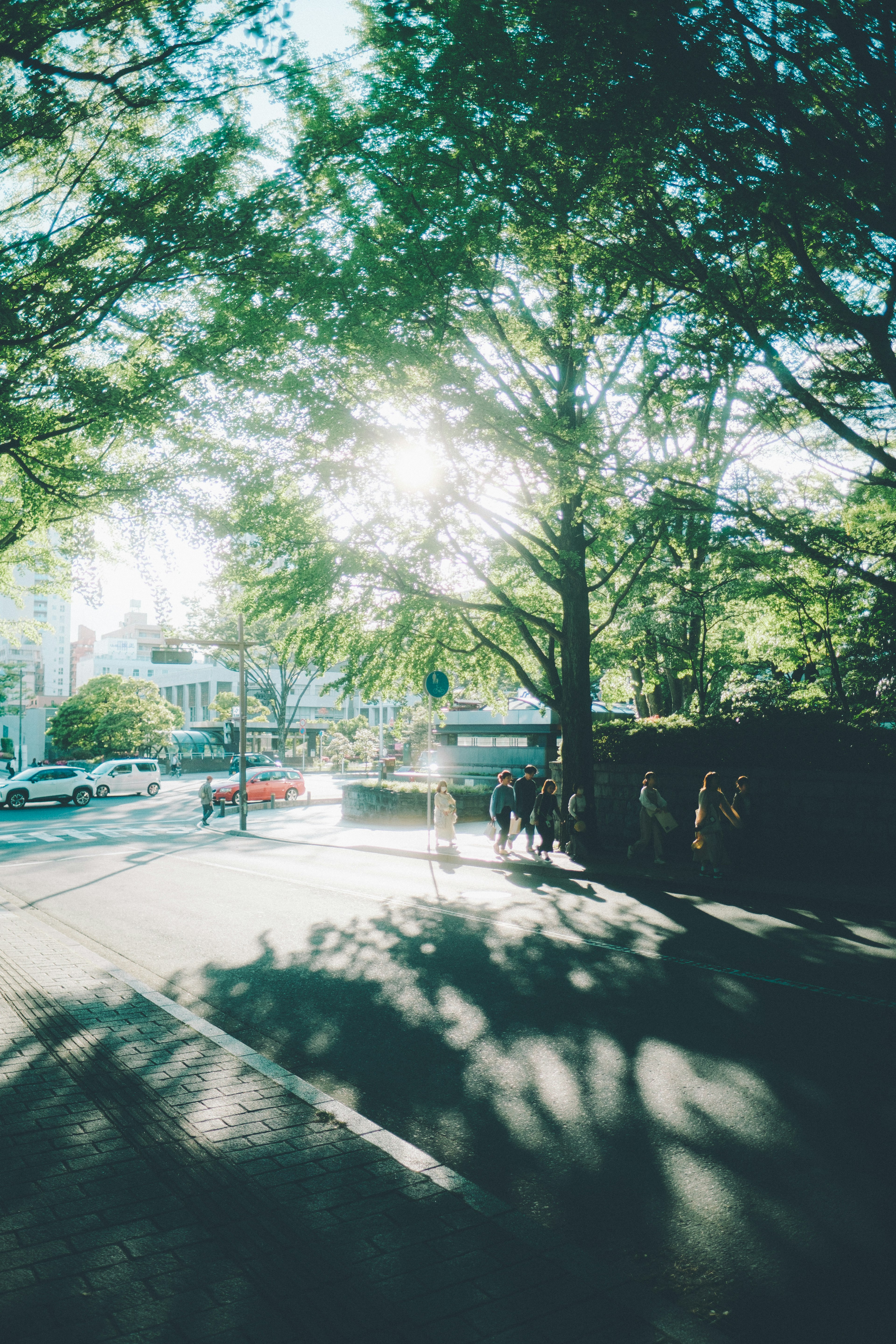 Bright sunlight filtering through trees in a park setting