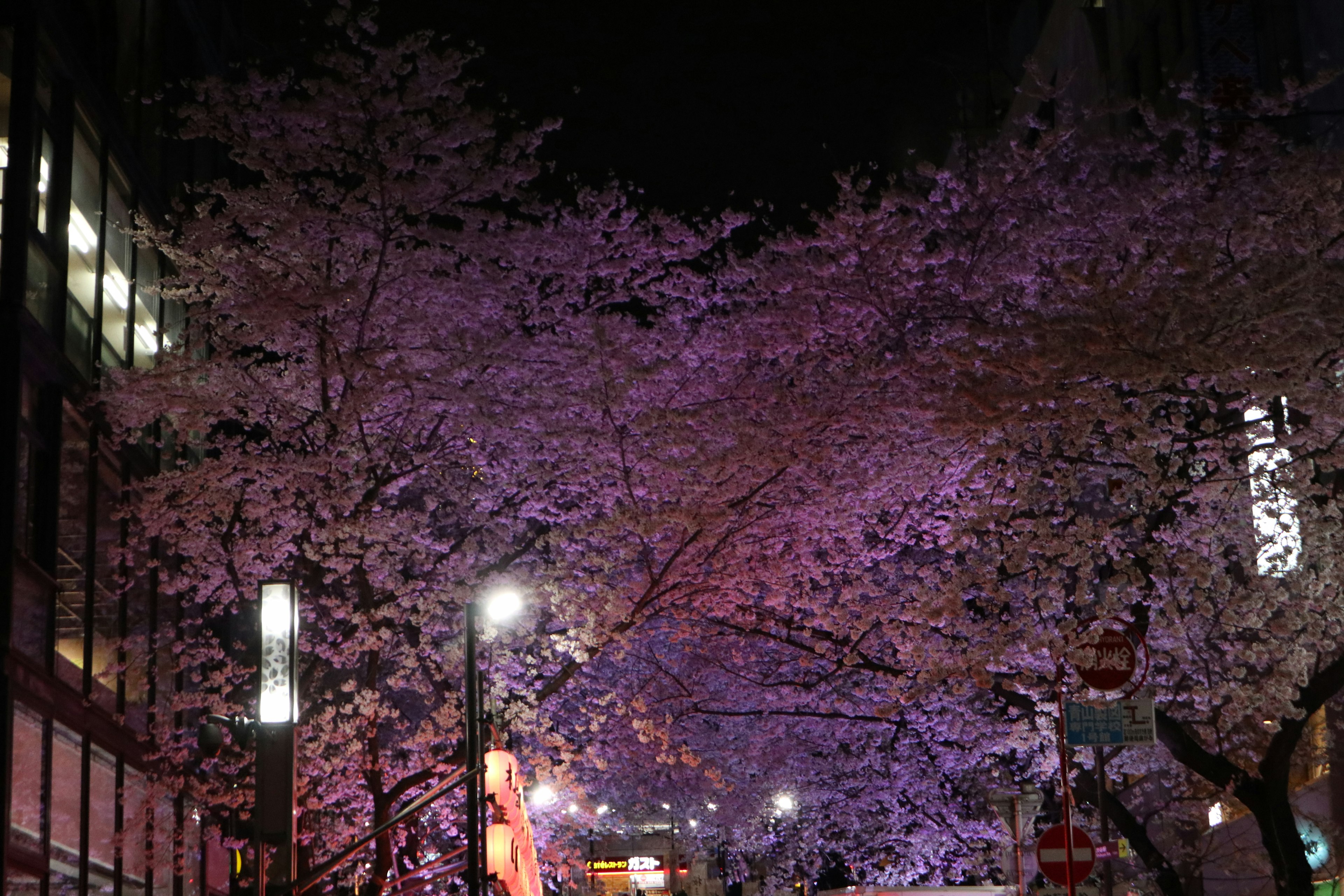 Fleurs de cerisier rose clair illuminées la nuit avec des lampadaires