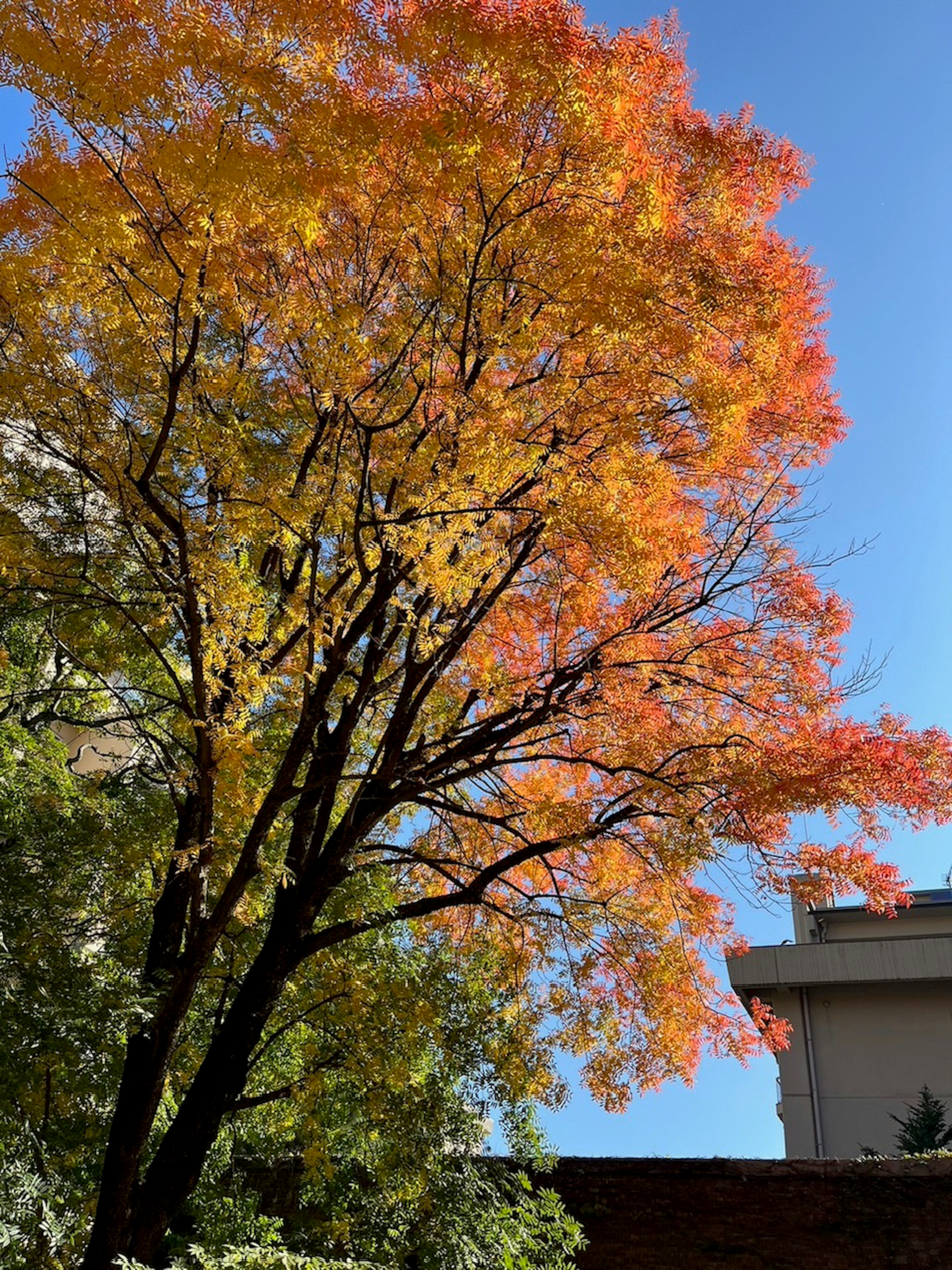 Albero di acero che mostra vivaci colori autunnali contro un cielo blu chiaro