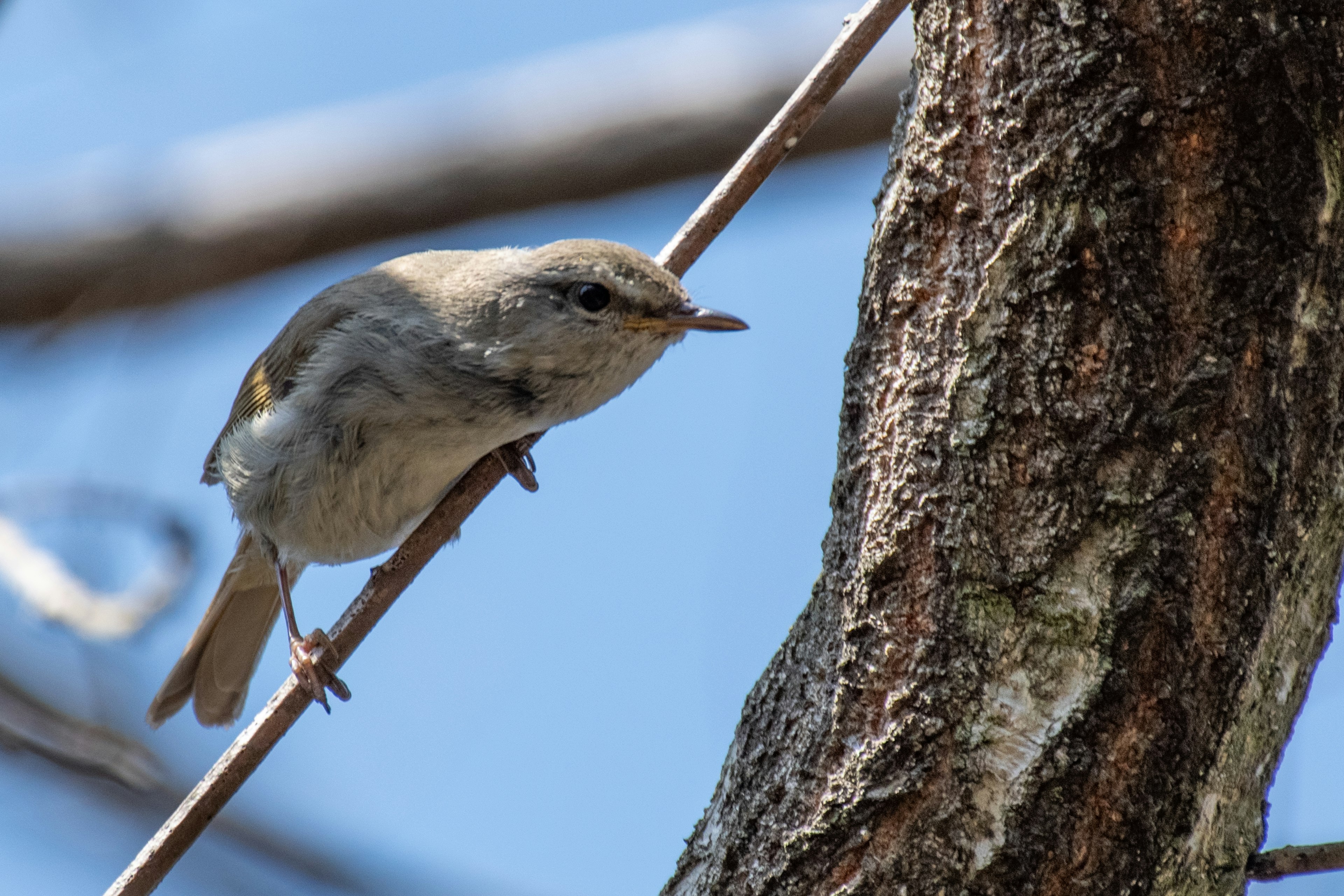 Gros plan d'un petit oiseau perché sur une branche d'arbre