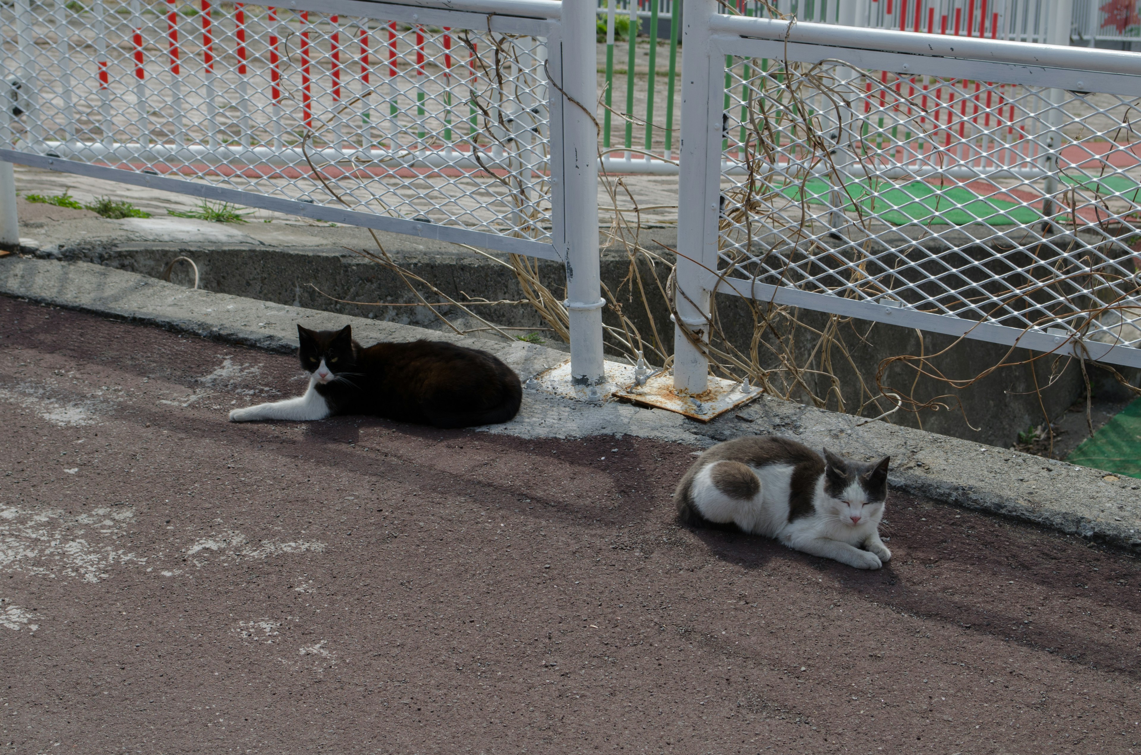 Zwei Katzen liegen am Straßenrand eine schwarz-weiße Katze und eine grau-weiße Katze