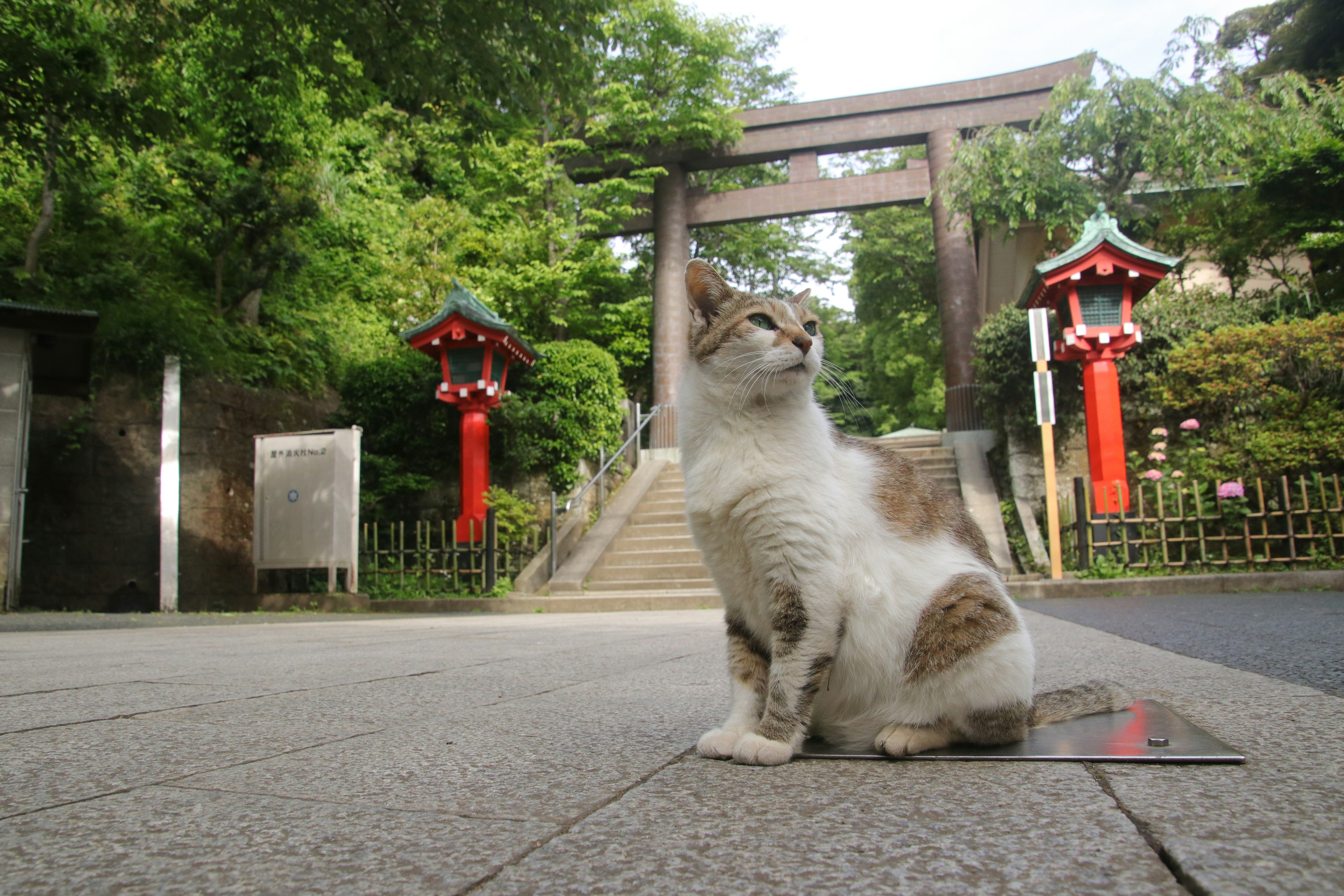 Một con mèo trắng và nâu ngồi trước cổng torii của đền thờ và đèn lồng đỏ