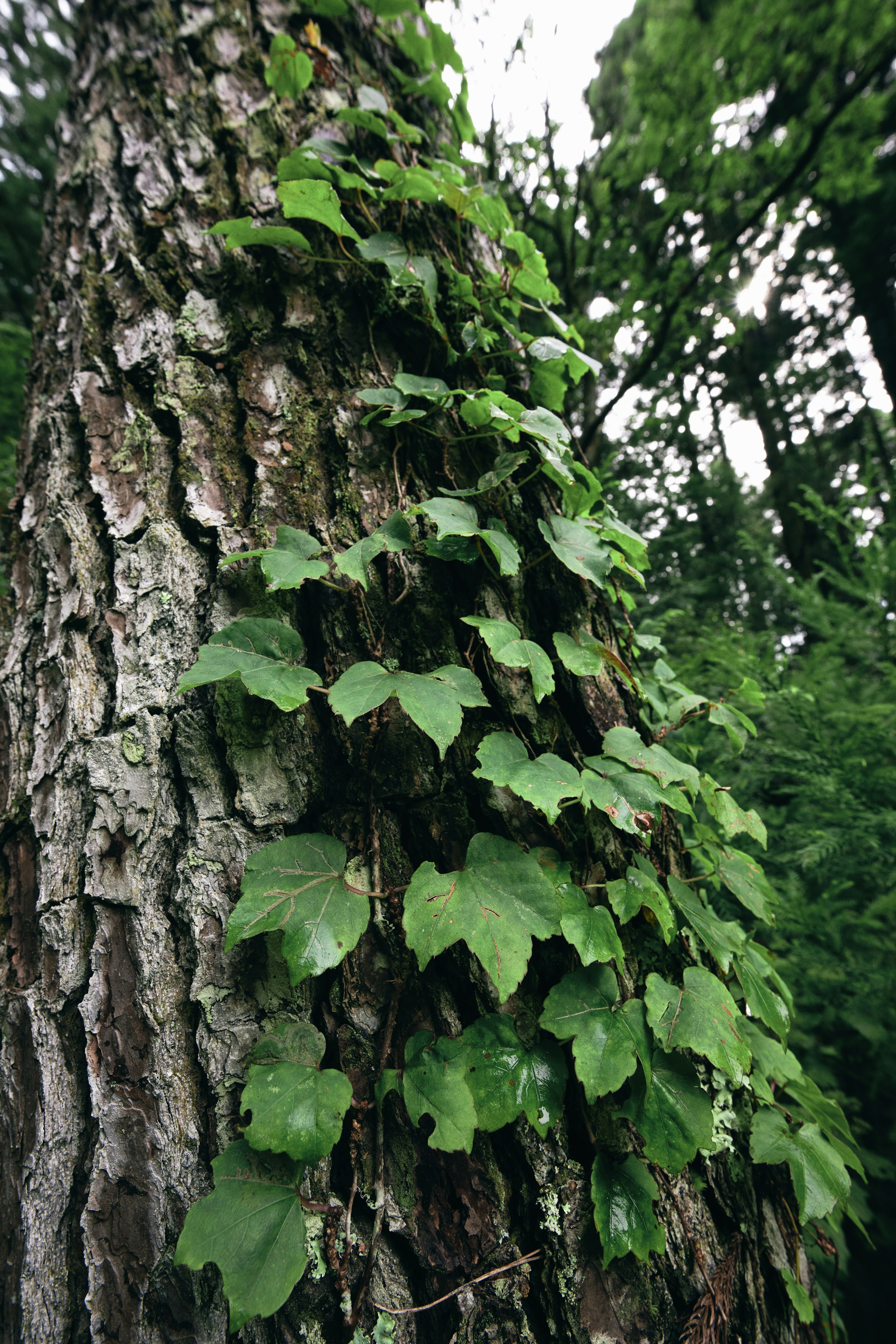 Planta trepadora con hojas verdes subiendo por un tronco de árbol