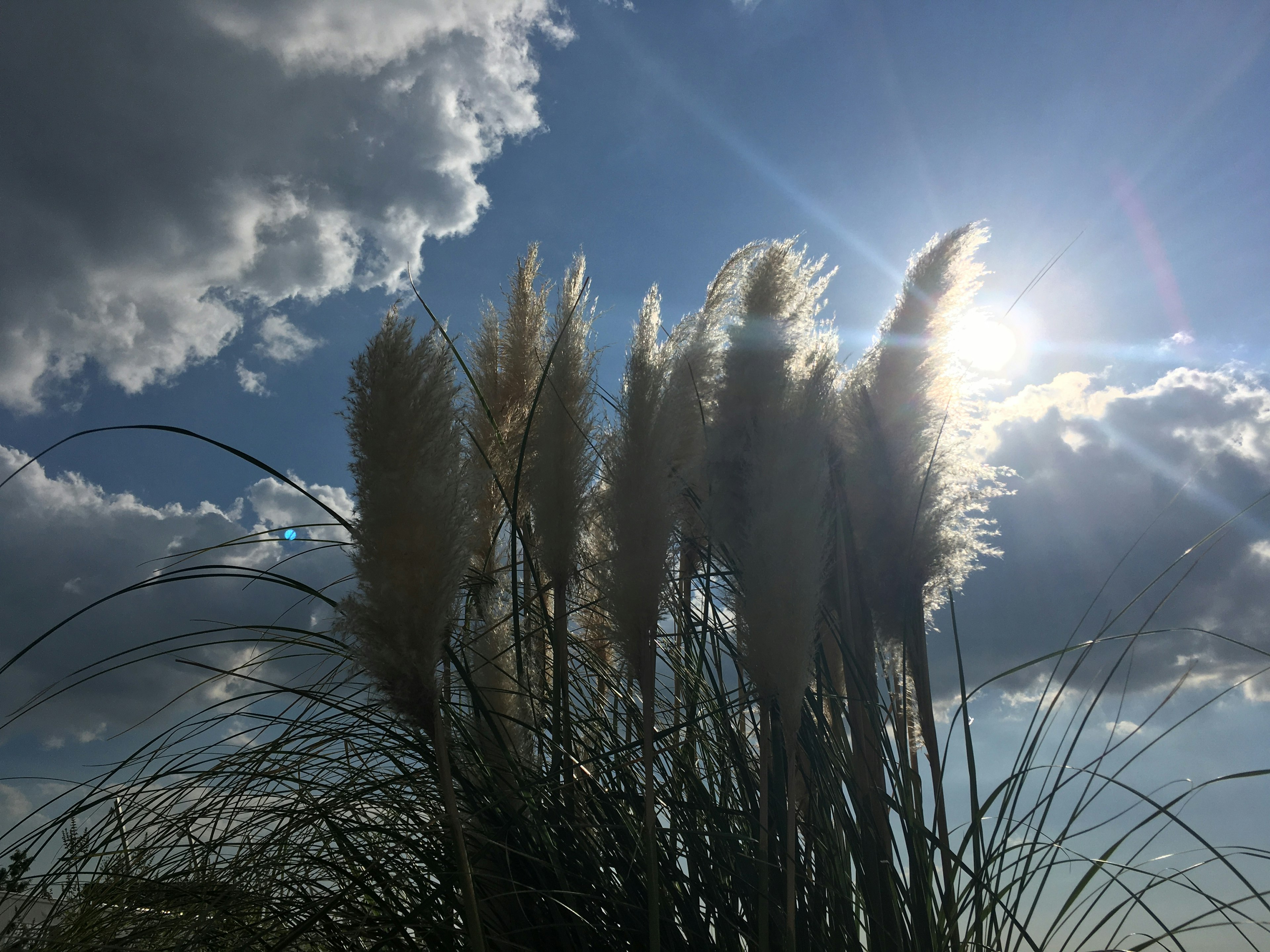 Backlit pampas grass against a blue sky and clouds