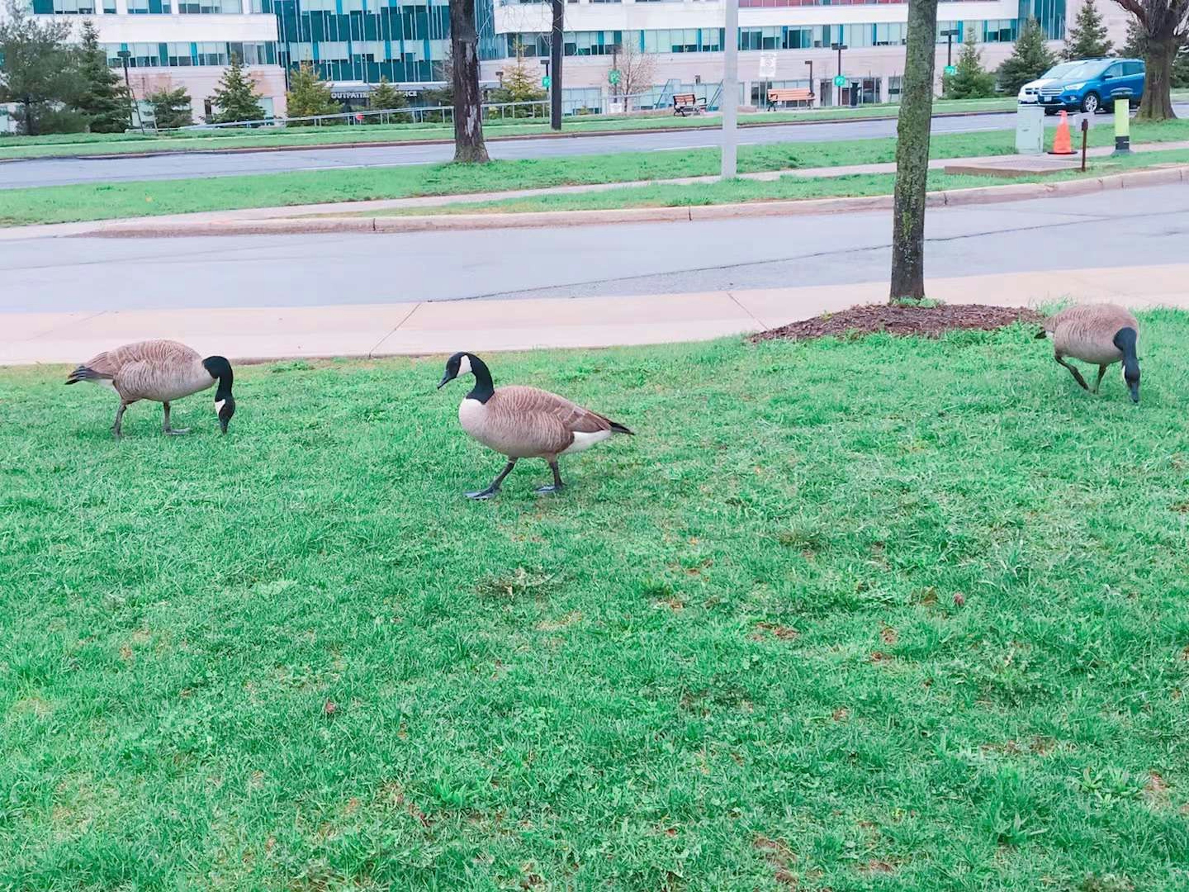 Drei Kanadagänse, die auf grünem Gras neben einem Gebäude gehen