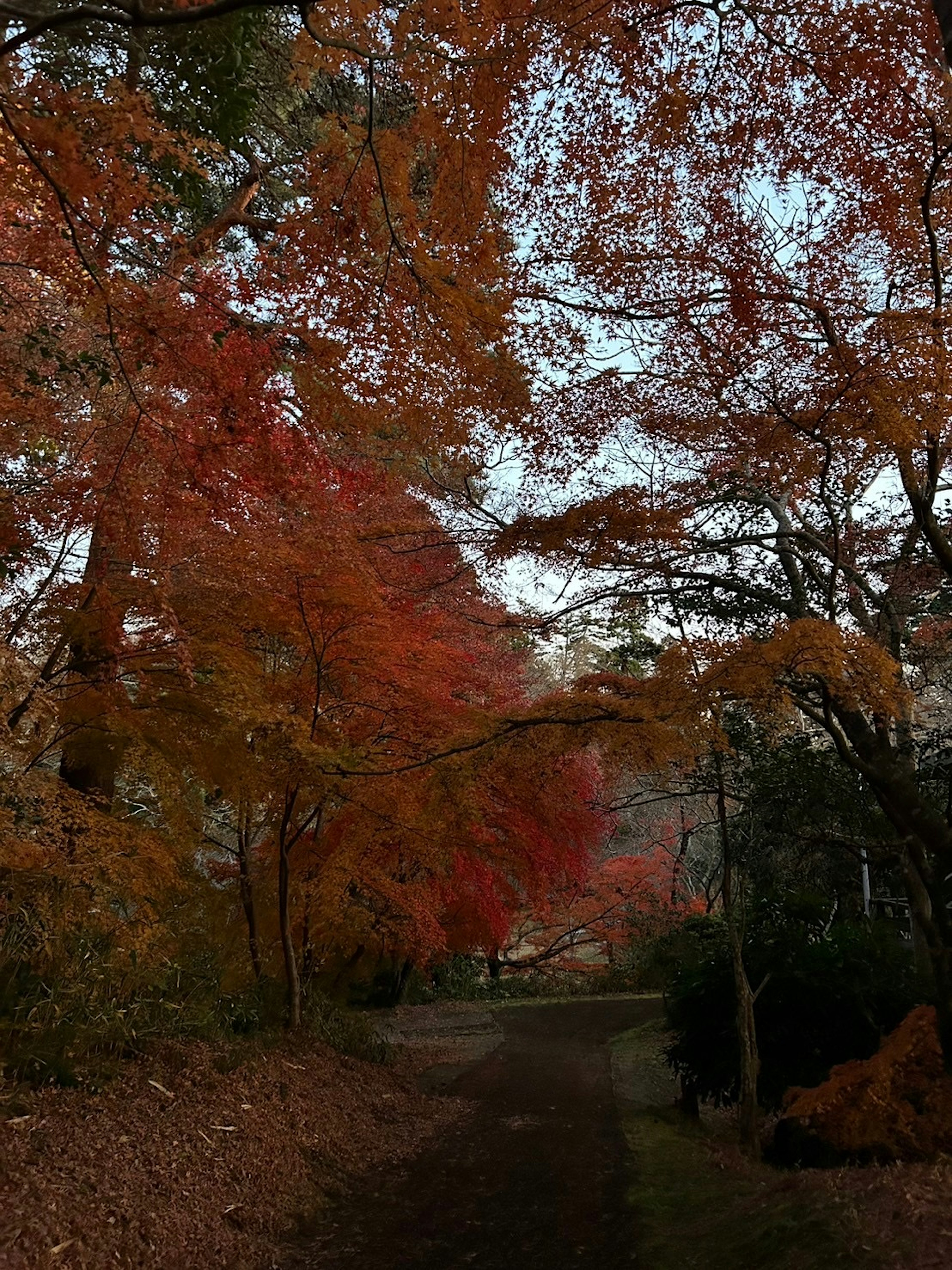 Quiet path surrounded by vibrant red and orange autumn leaves