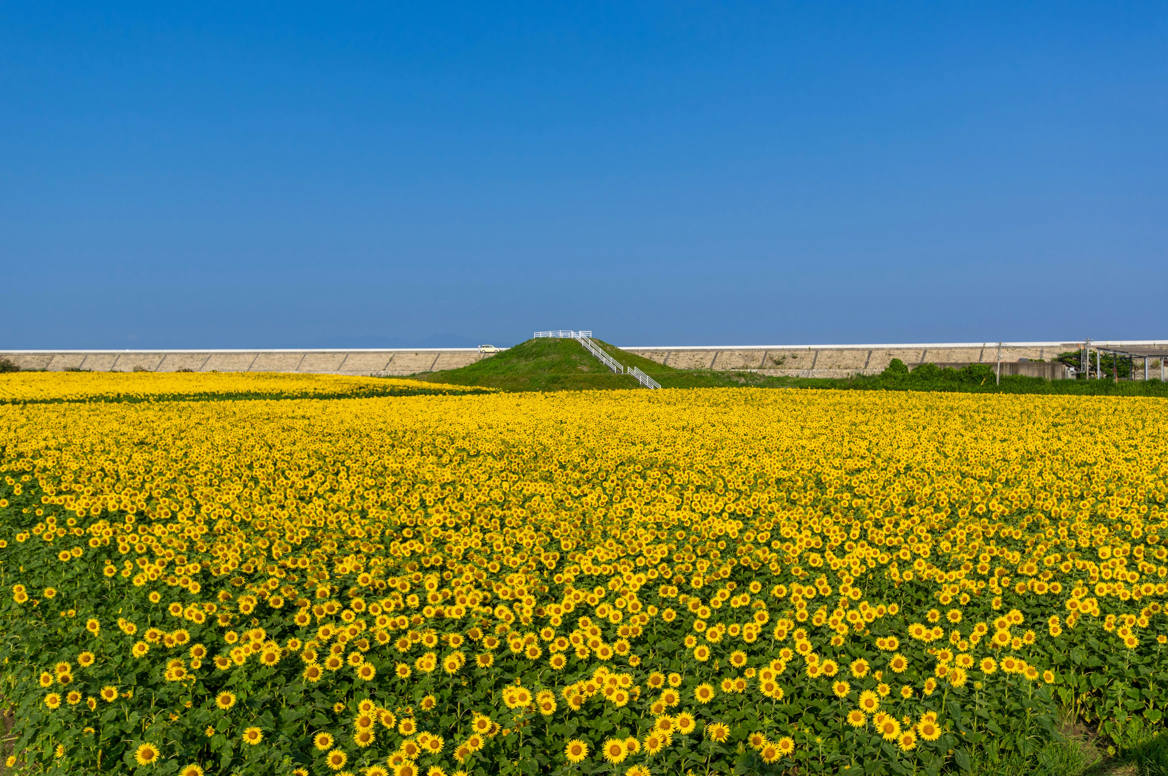 Campo di fiori gialli vibranti sotto un cielo blu chiaro con una collina verde sullo sfondo