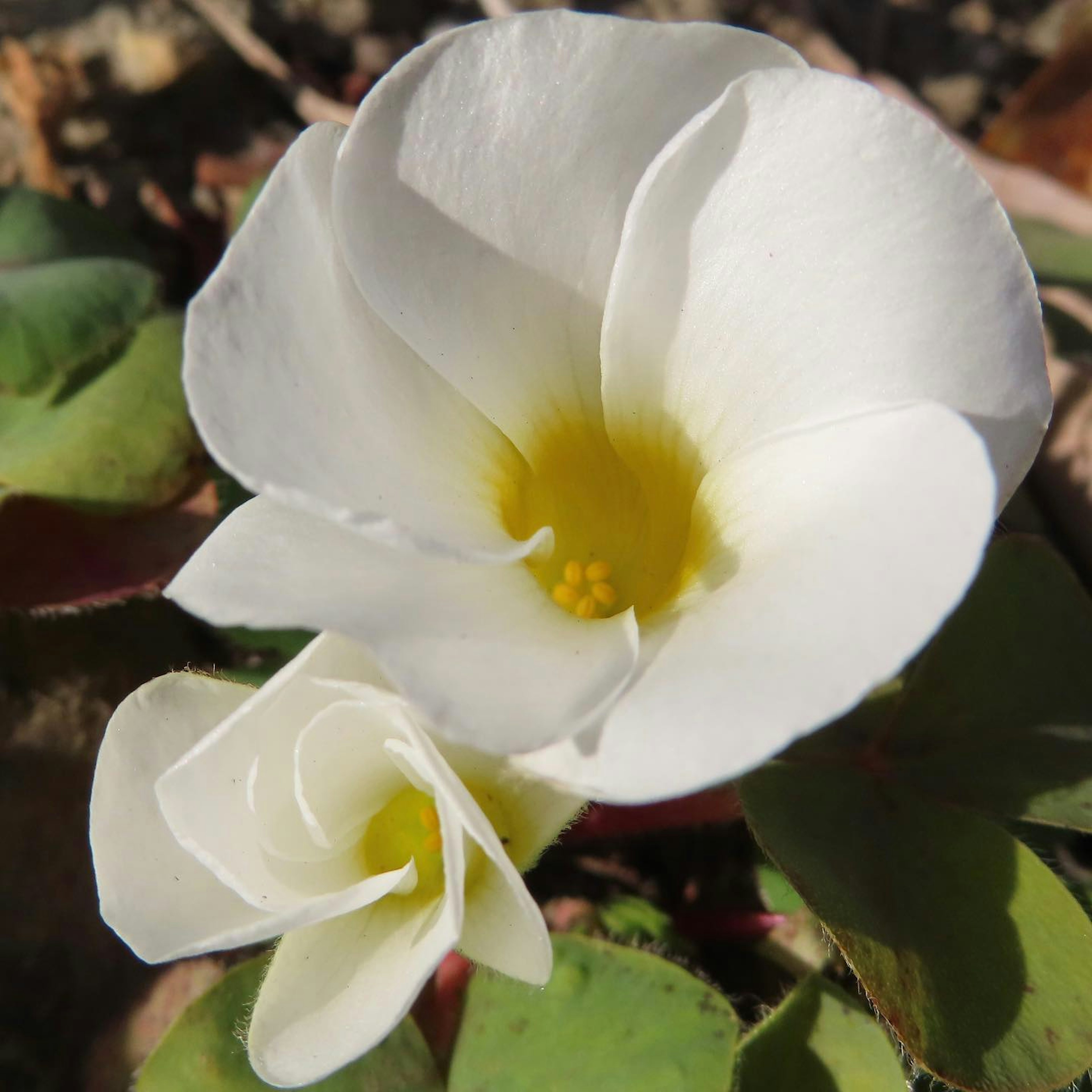 Gros plan de fleurs blanches avec des feuilles vertes