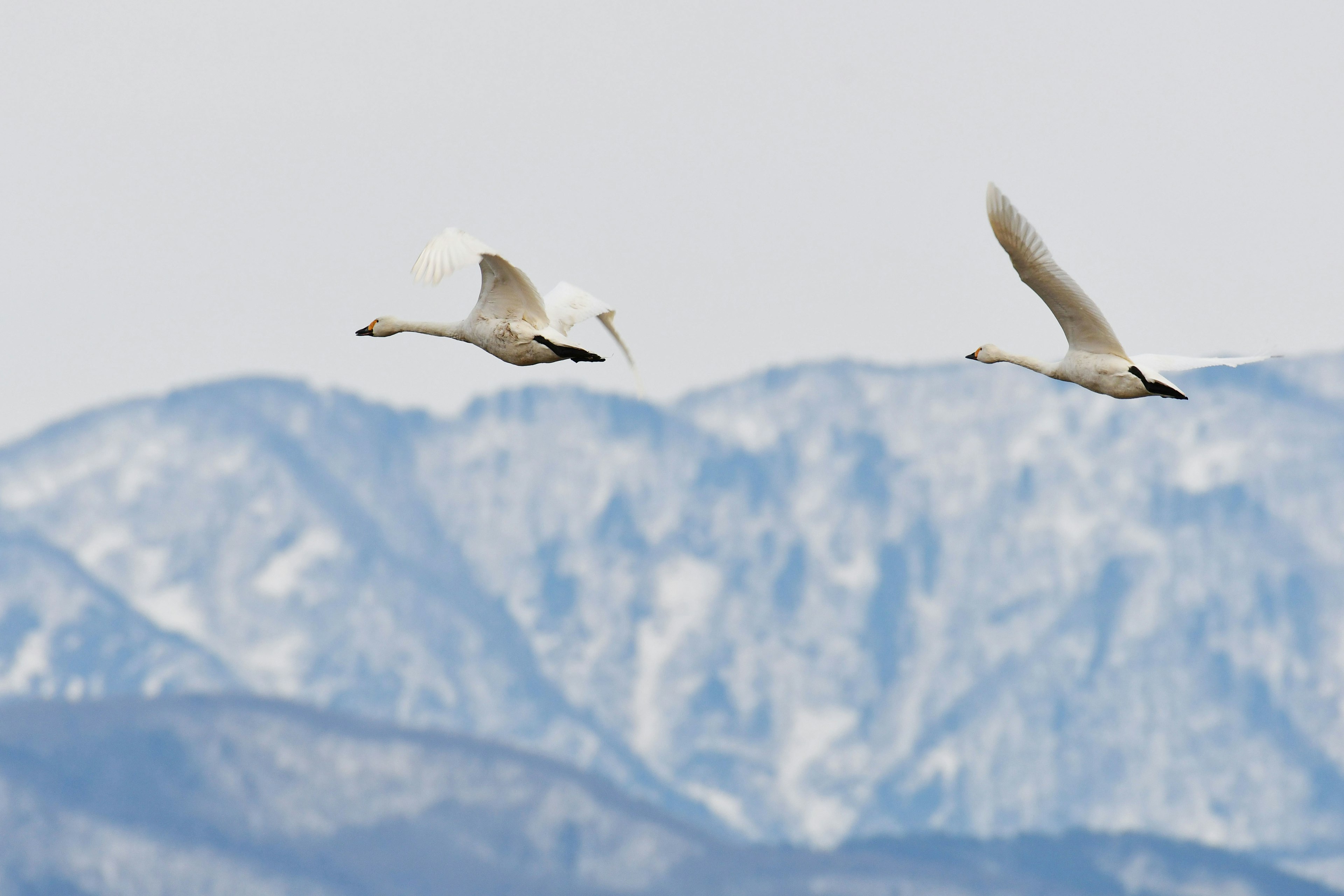 Deux cygnes volant sur fond de montagnes