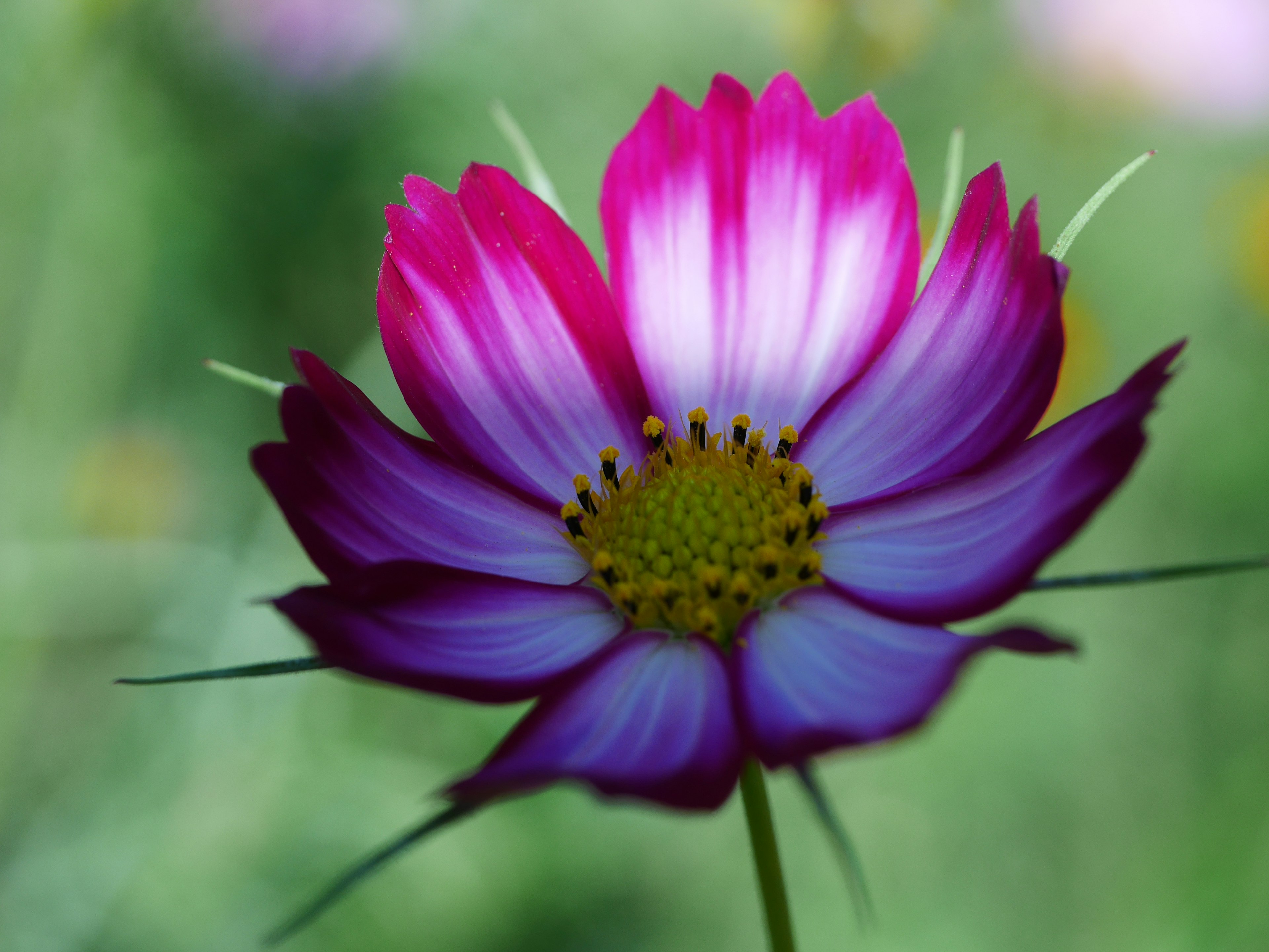 鮮やかな紫色の花びらを持つコスモスの花のクローズアップ