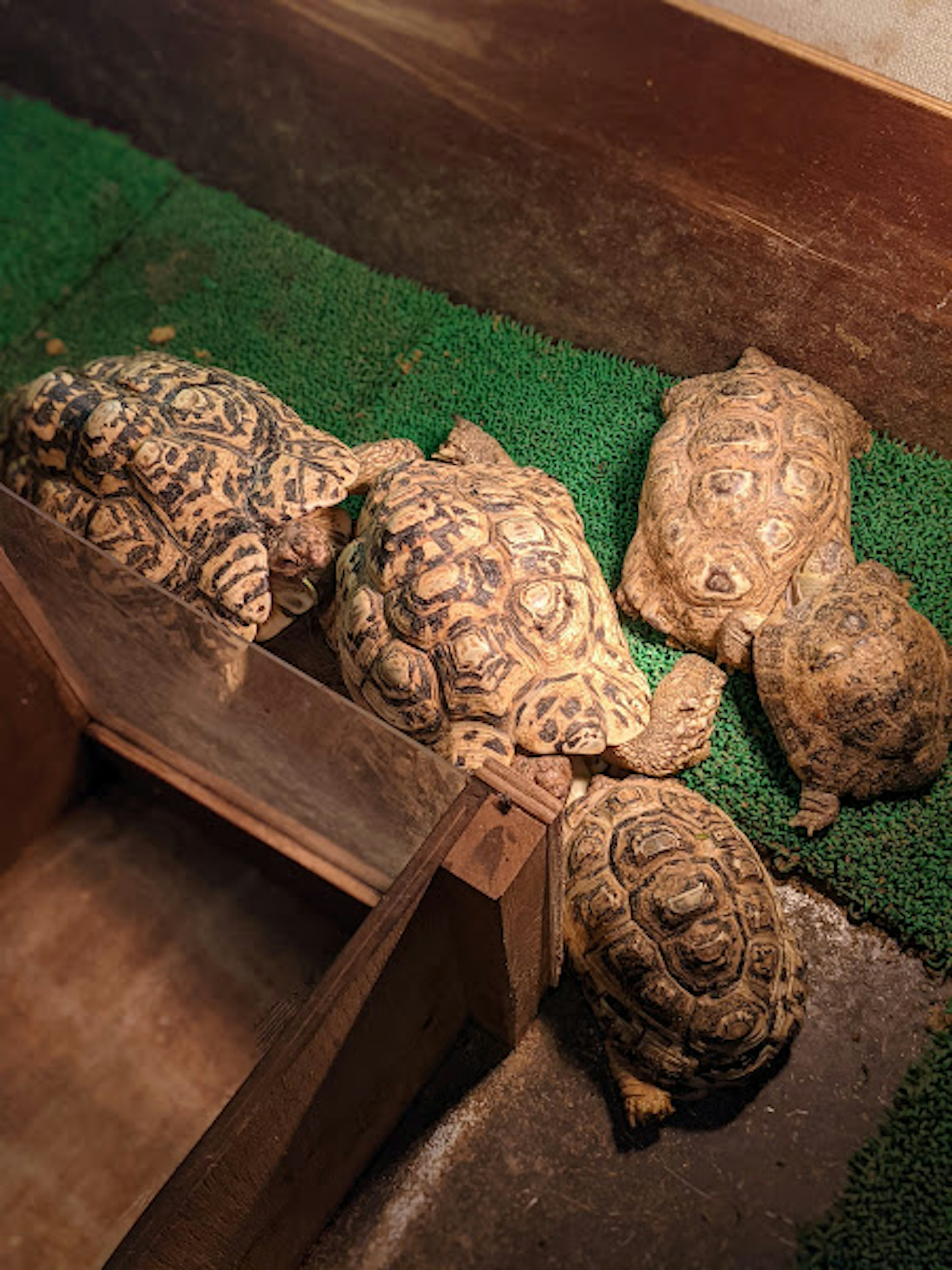 A group of turtles gathered on a green mat