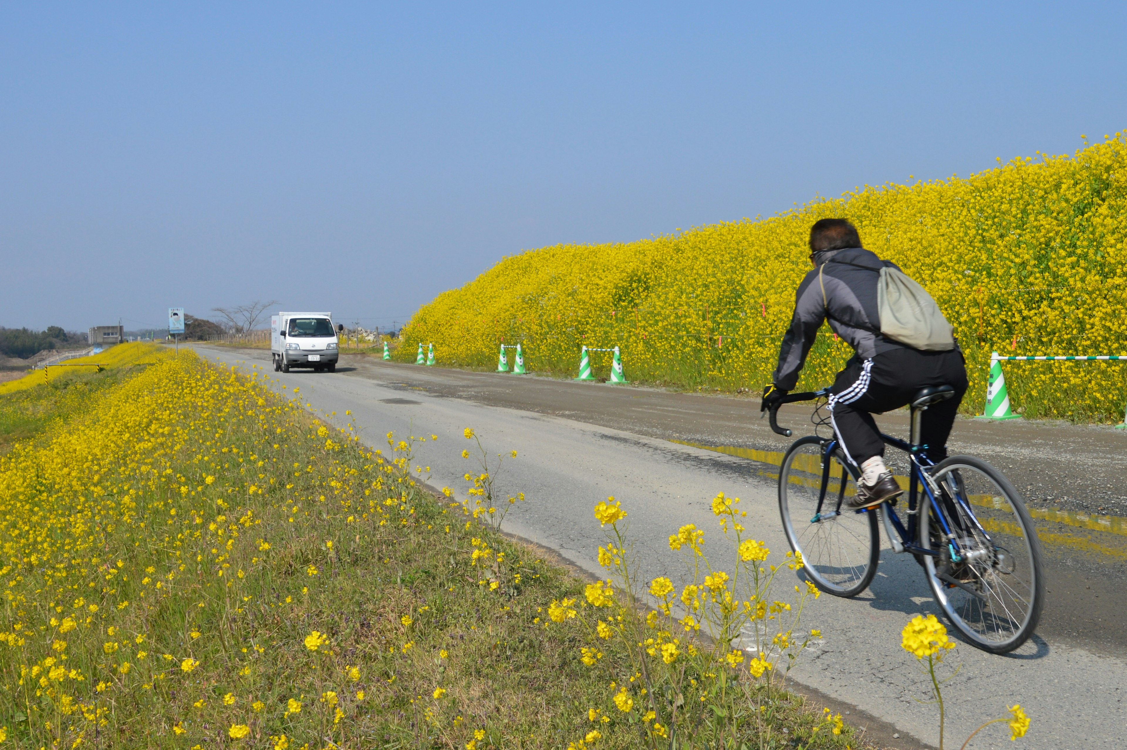 A man cycling alongside a road bordered by bright yellow flowers