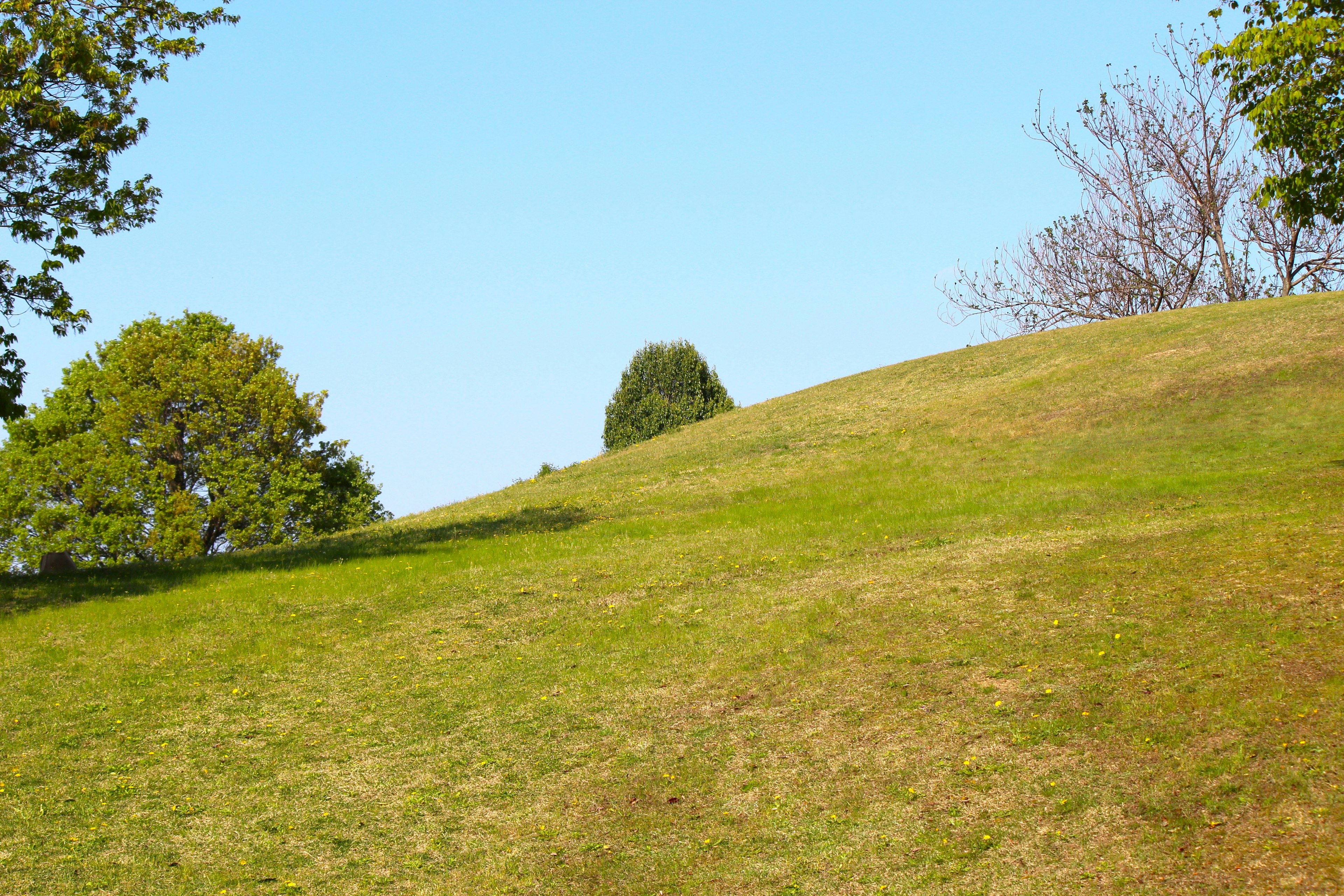 Collina verde con alberi sotto un cielo blu chiaro