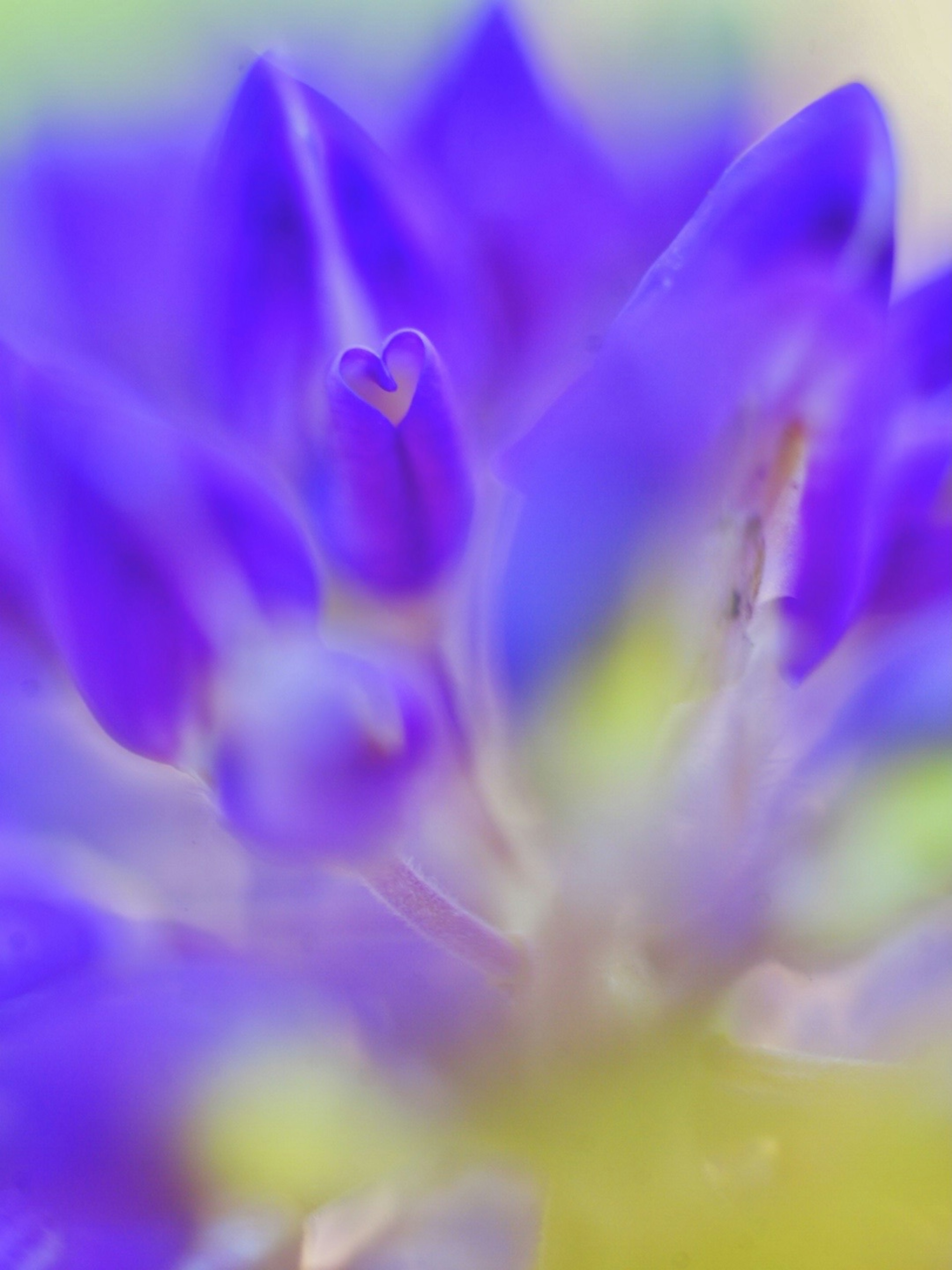 Gambar close-up bunga ungu dengan detail berbentuk hati di tengah