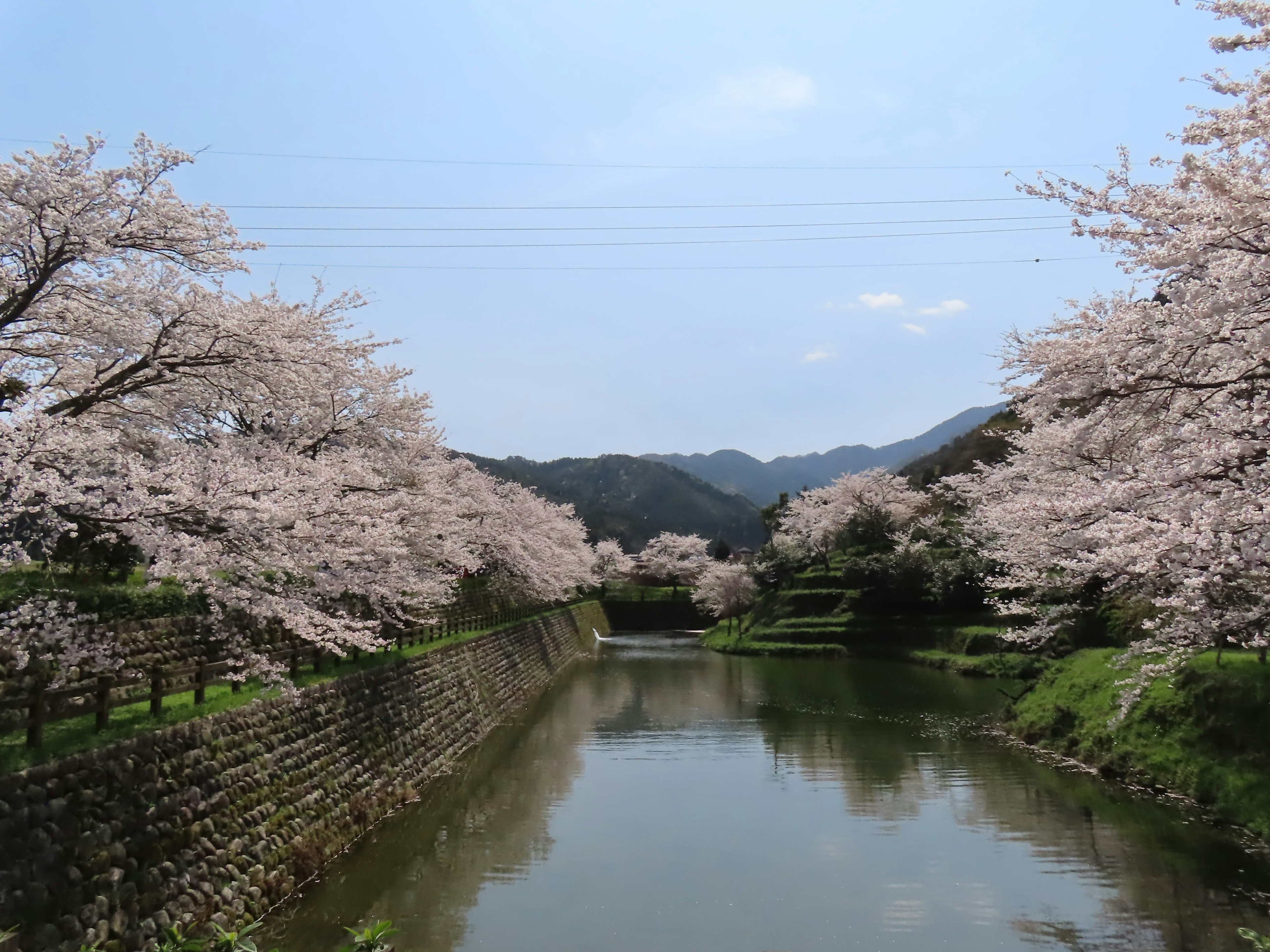 樱花树沿河而立的风景，蓝天和山脉作为背景