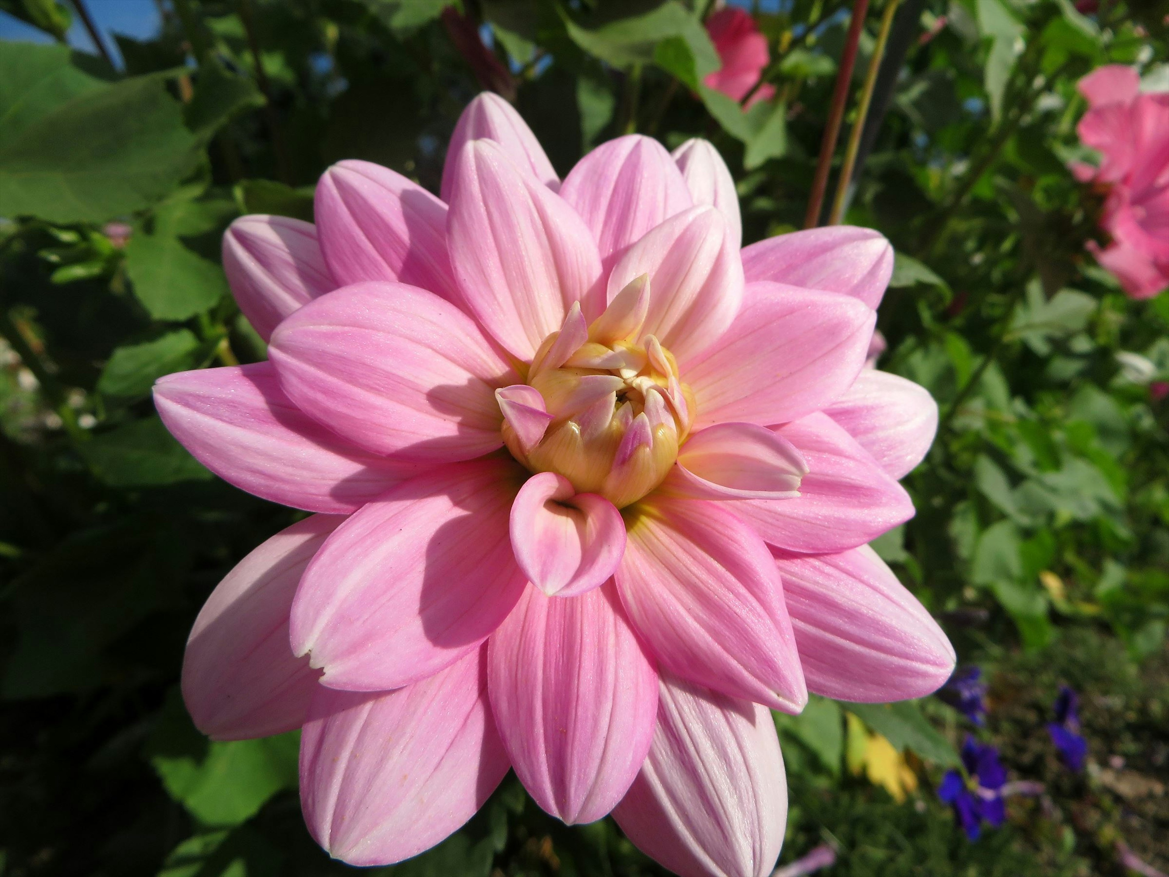 Un bellissimo fiore rosa circondato da foglie verdi