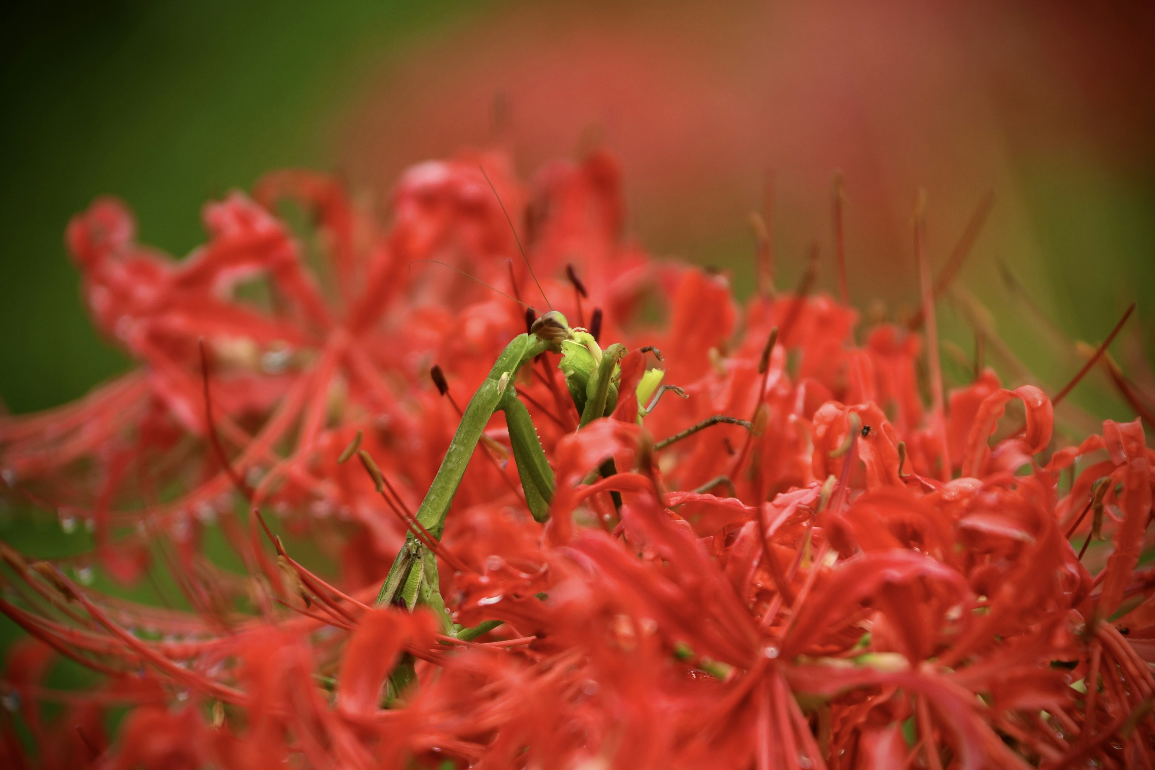 Close-up of vibrant red flowers with a green stem visible