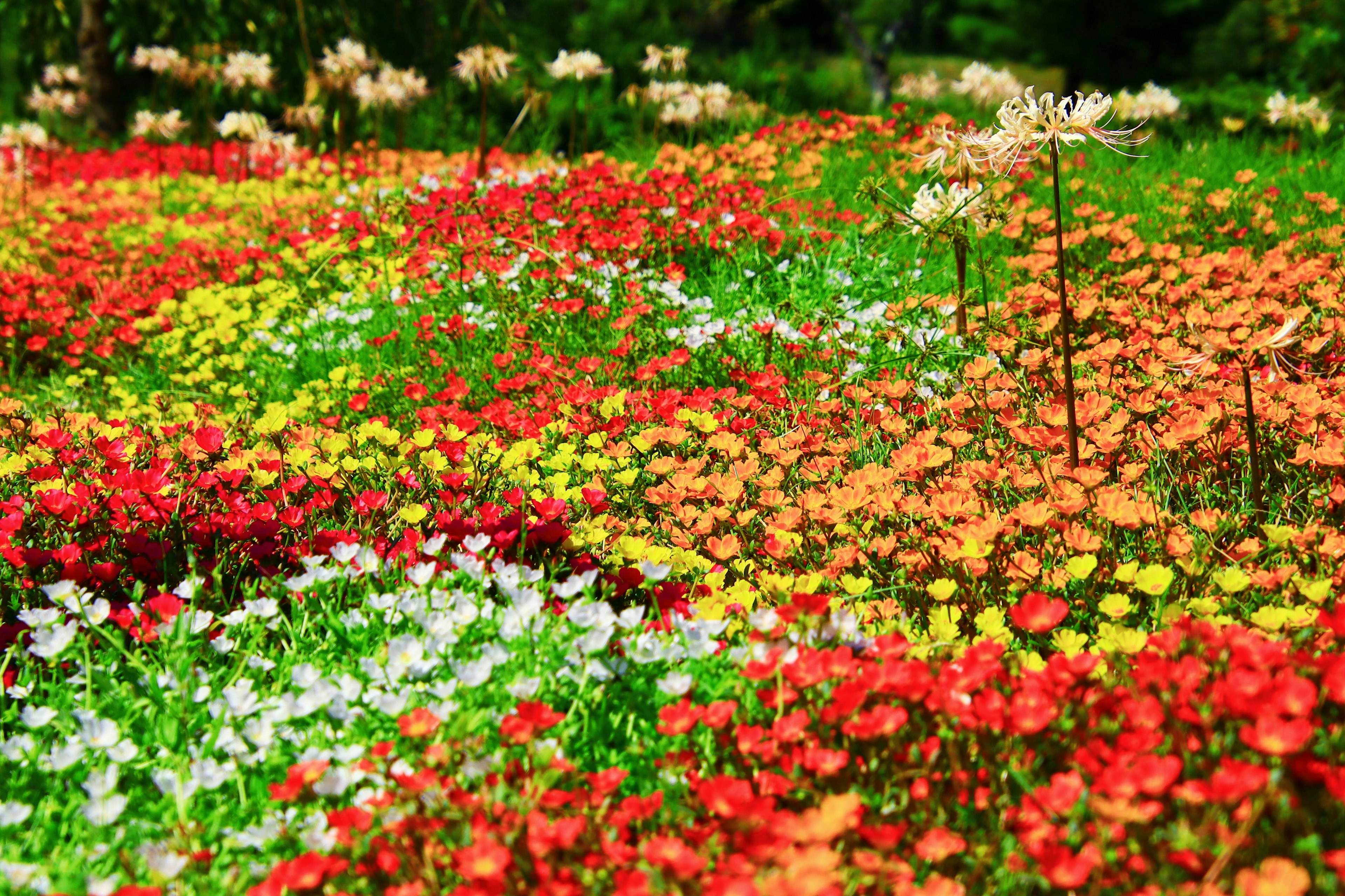 Giardino vivace pieno di fiori colorati