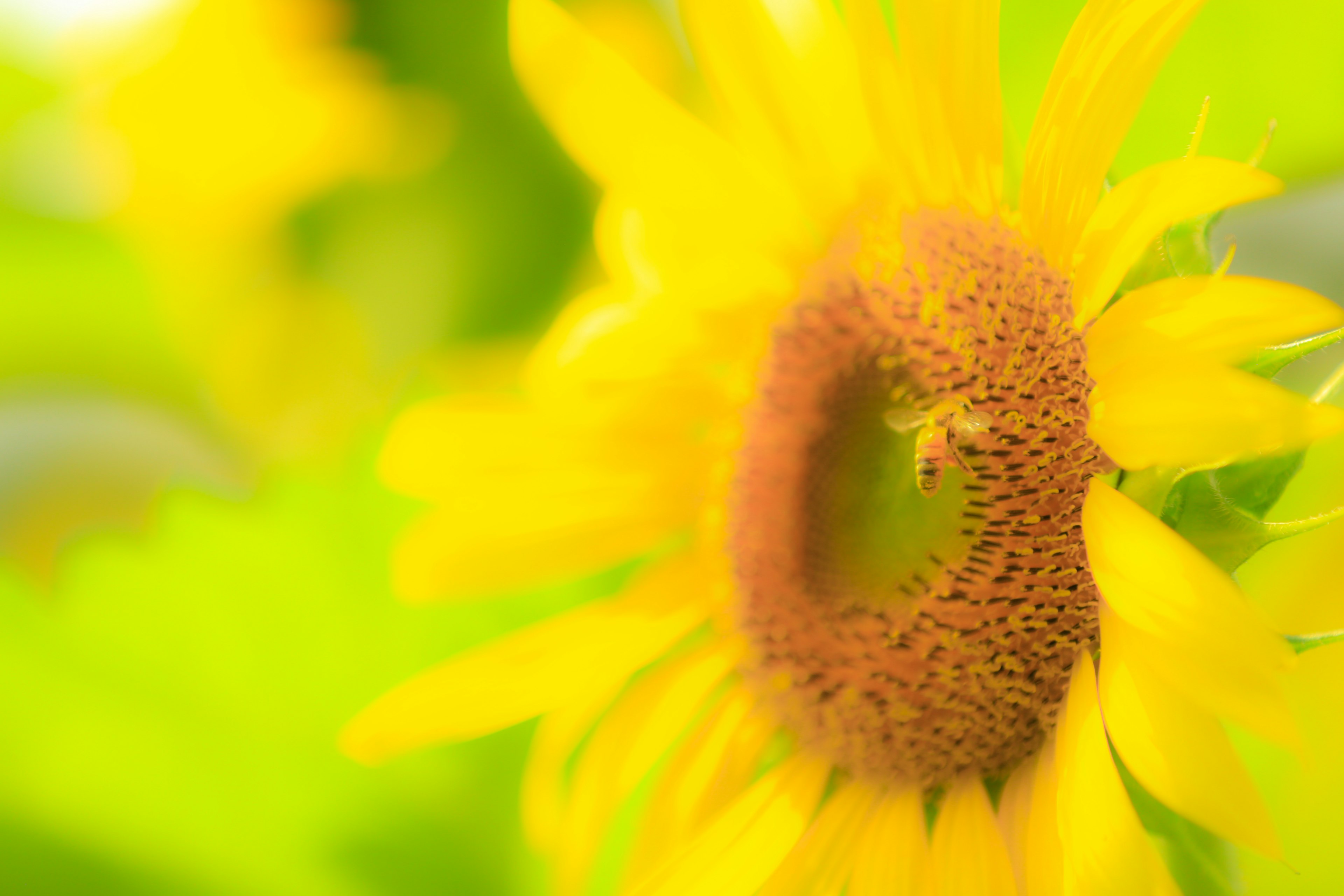 Close-up of a vibrant yellow sunflower with visible petals and center