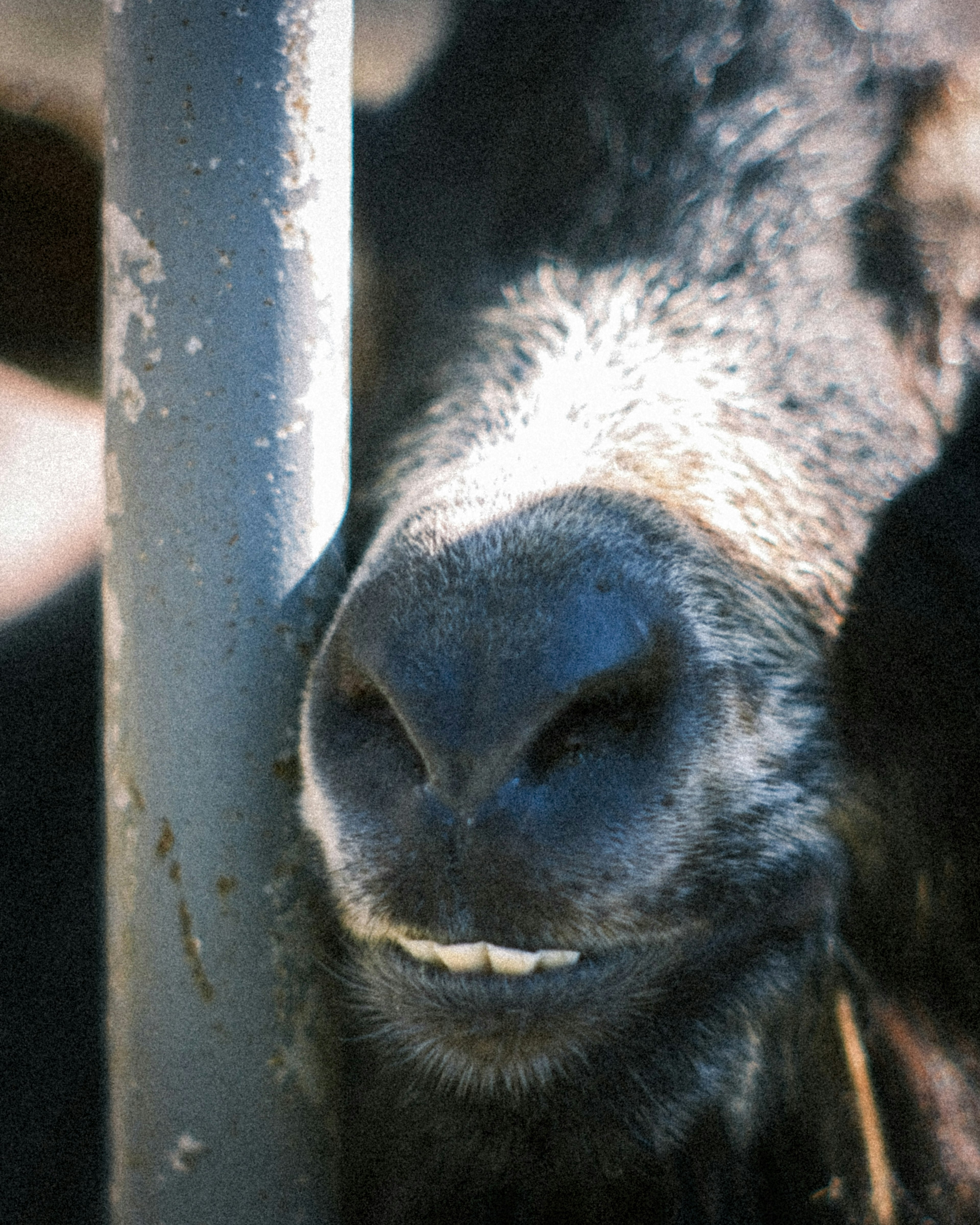 Primo piano del naso e della bocca di una mucca nera