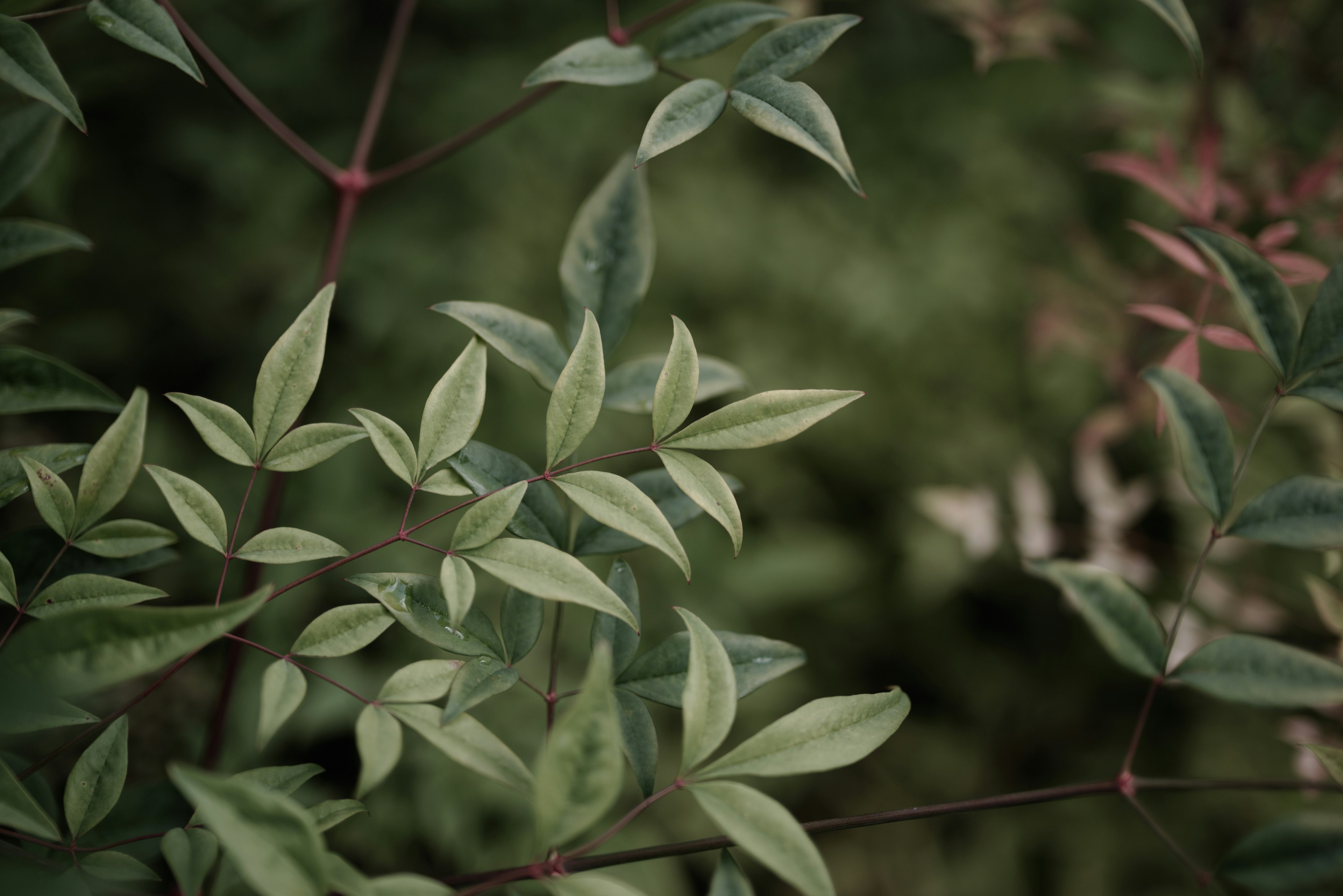 Primo piano di foglie verdi con tonalità morbide e venature intricate