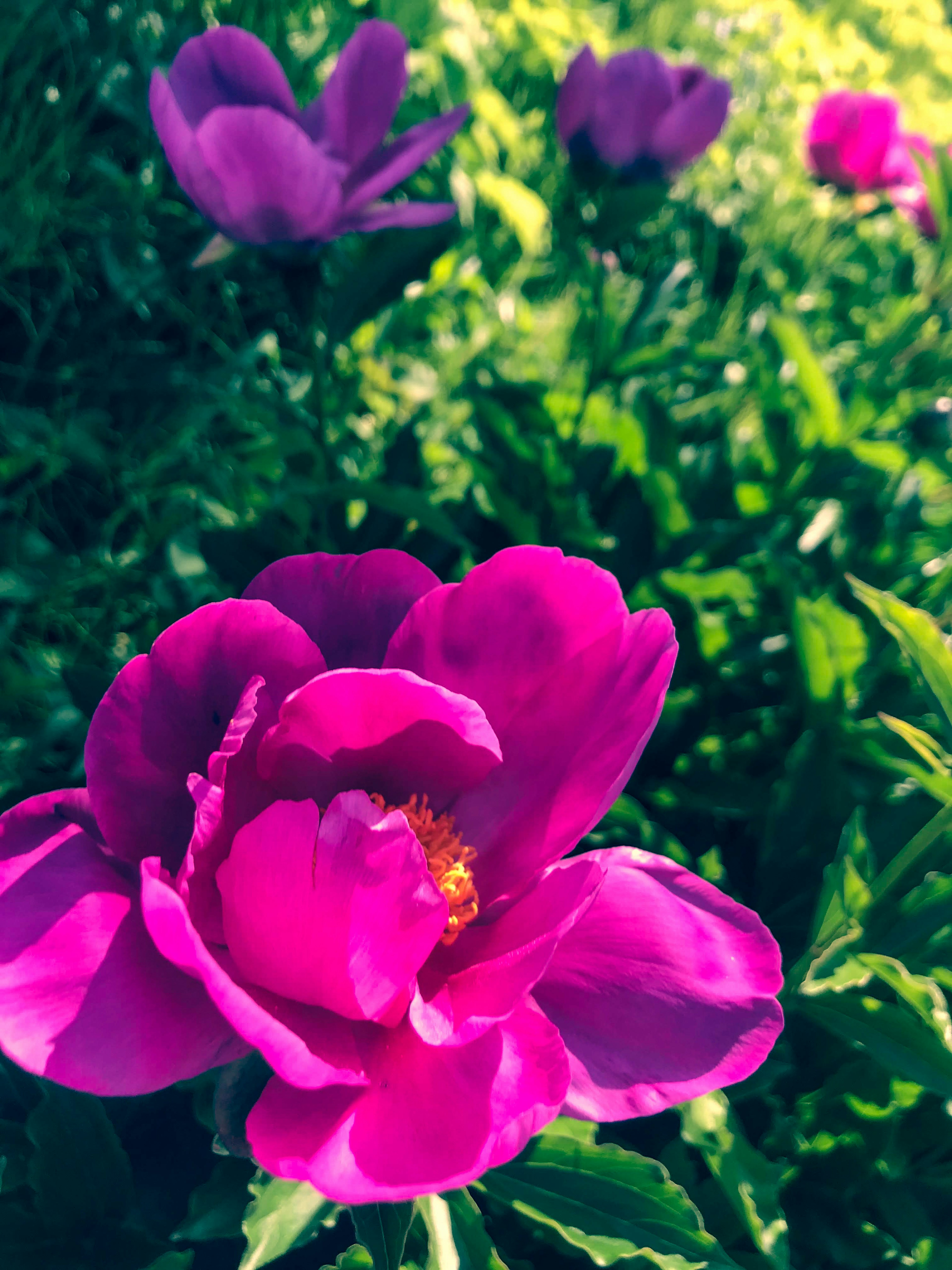 Bunga pink cerah dengan daun hijau subur di taman