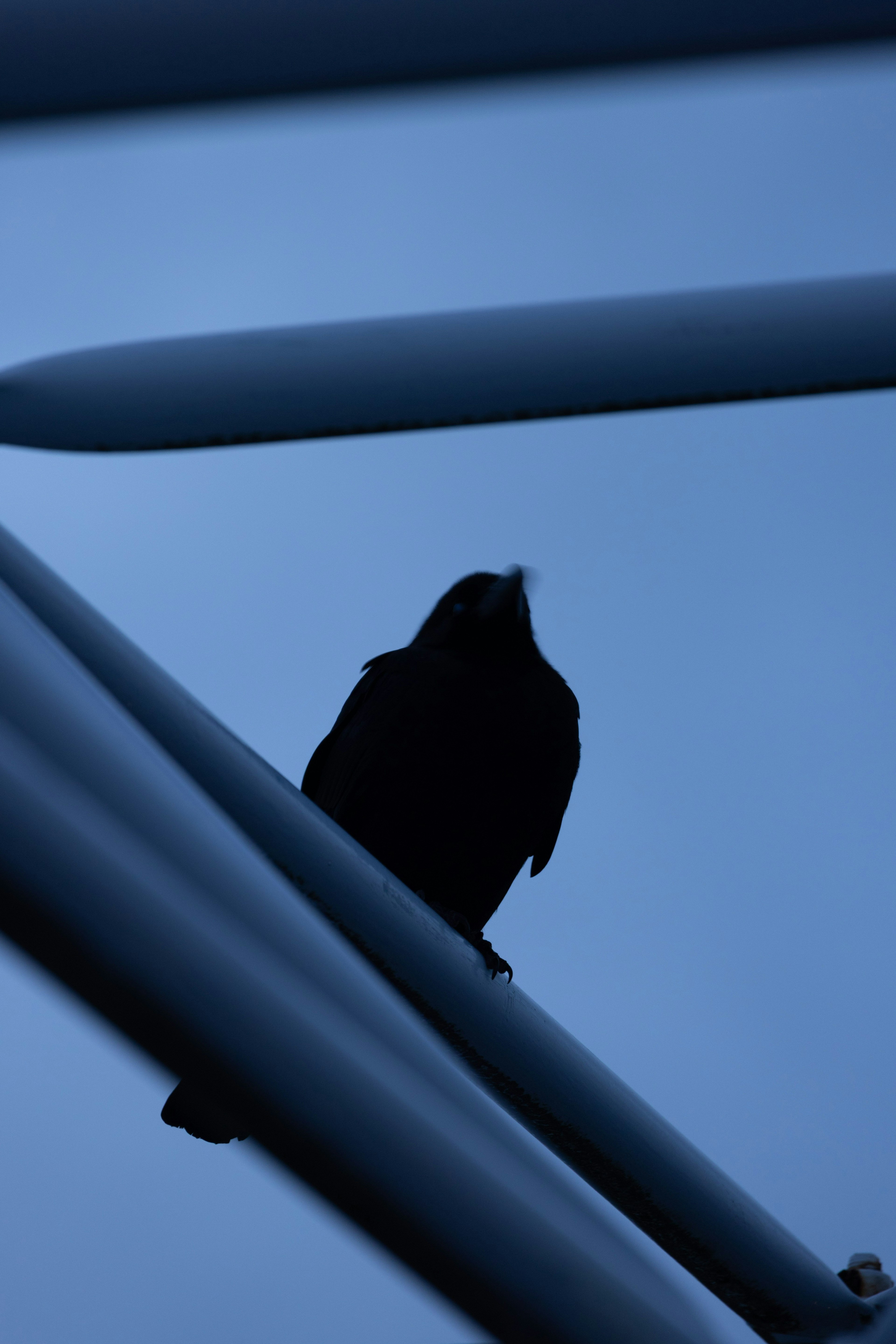 青い空の中にシルエットの鳥が金属の棒に止まっている