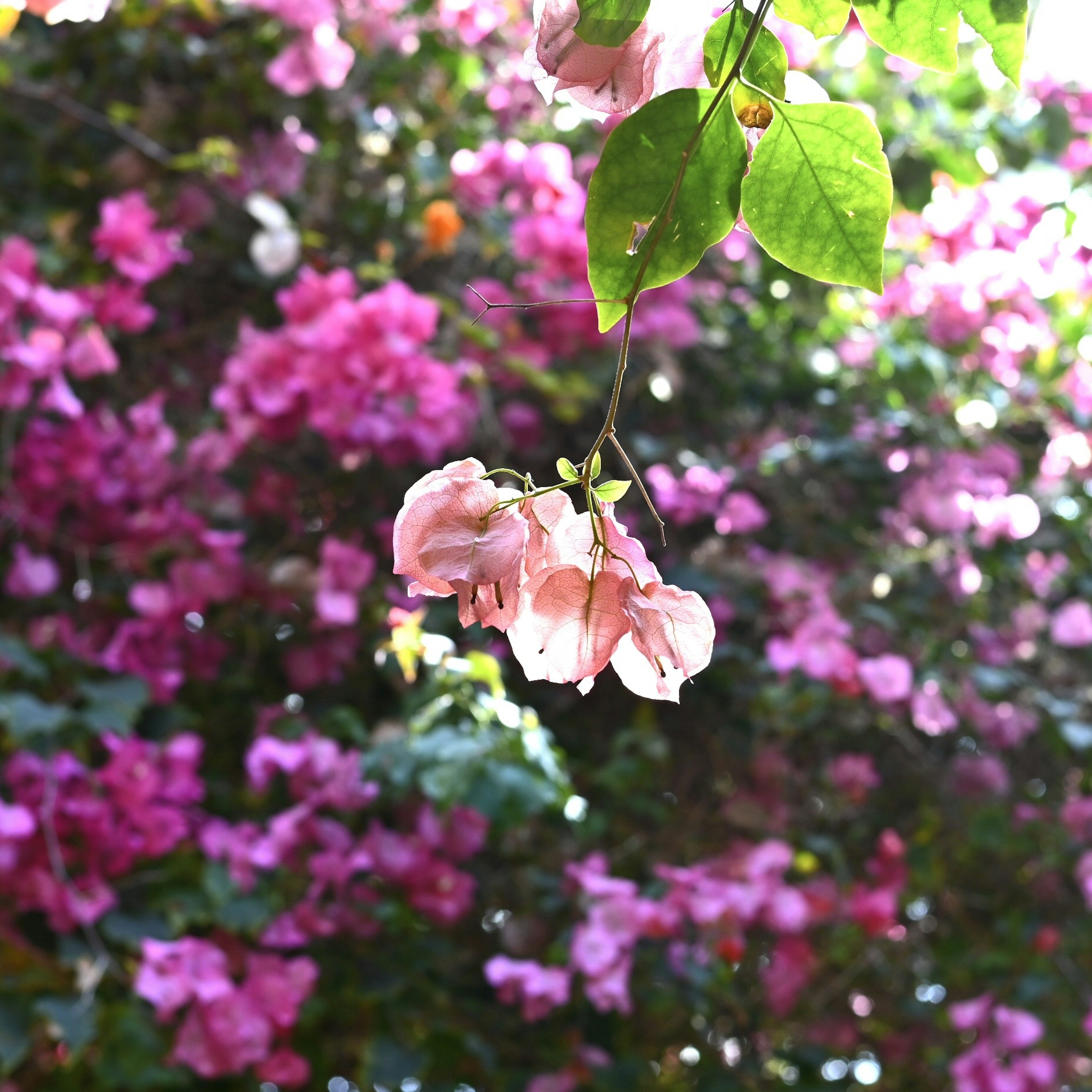 Un fondo vibrante de flores de bugambilia rosas con flores rosas suaves en primer plano