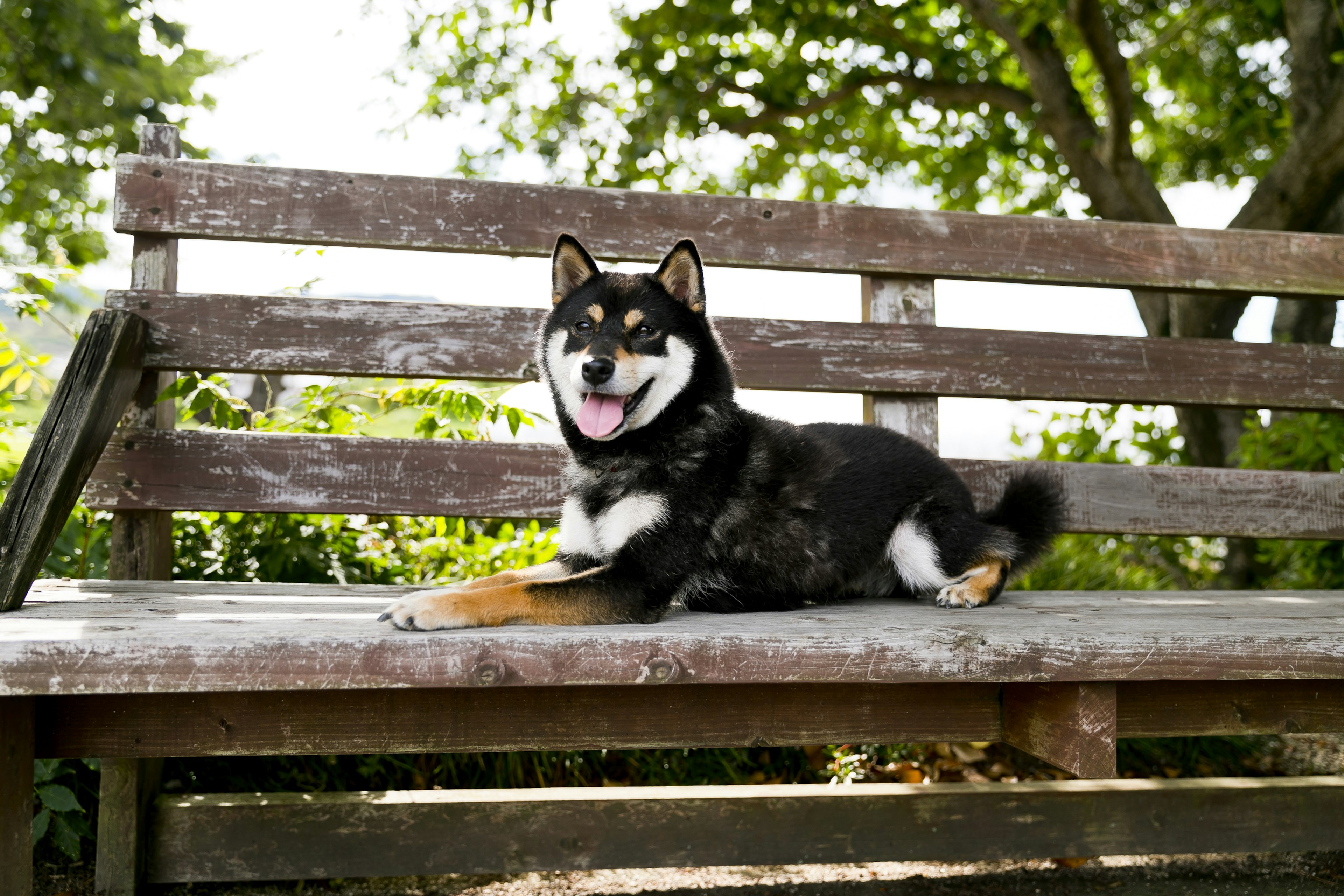 Black Shiba Inu relaxing on a park bench