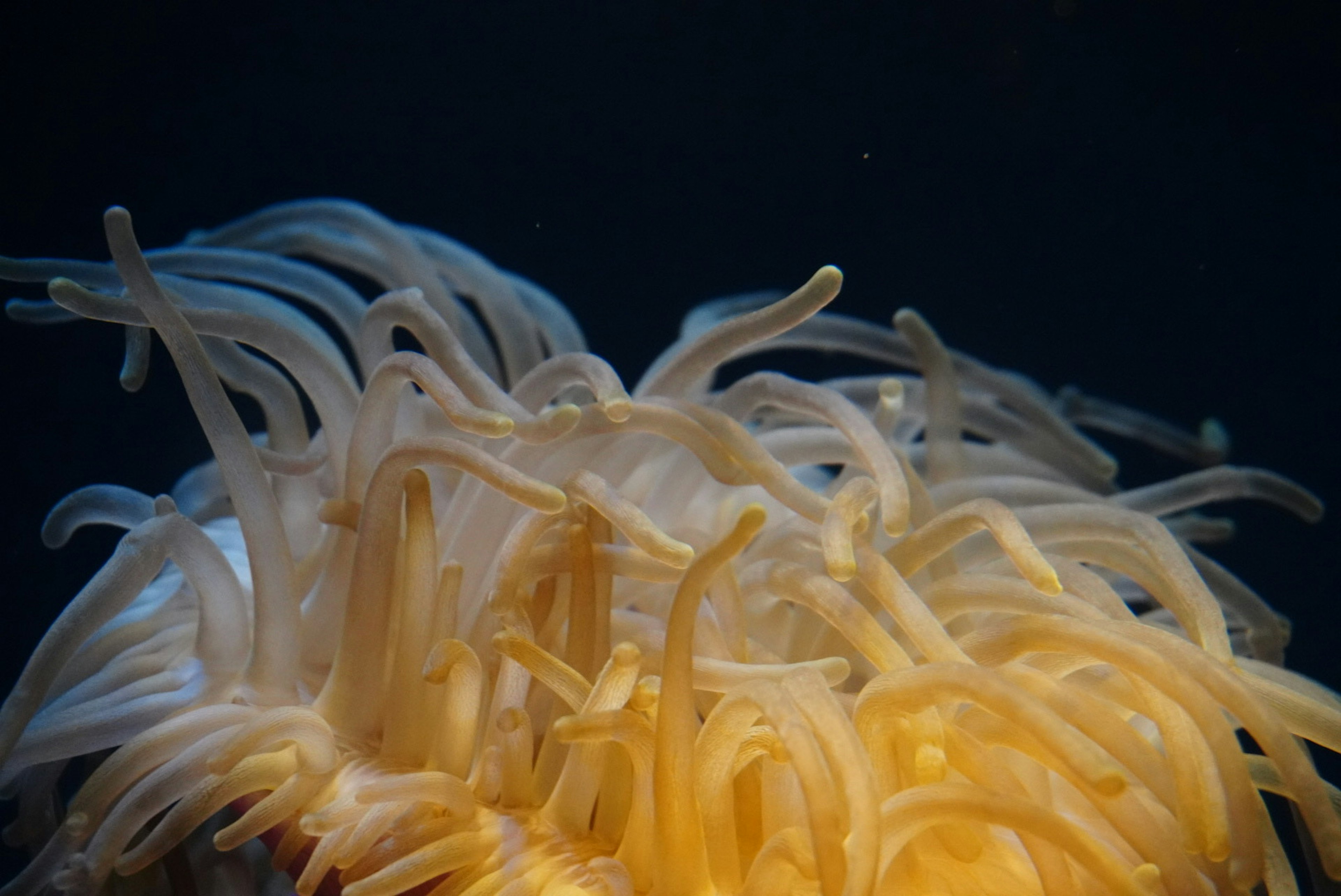 Nahaufnahme eines marinen Organismus mit gelben und weißen Tentakeln unter Wasser