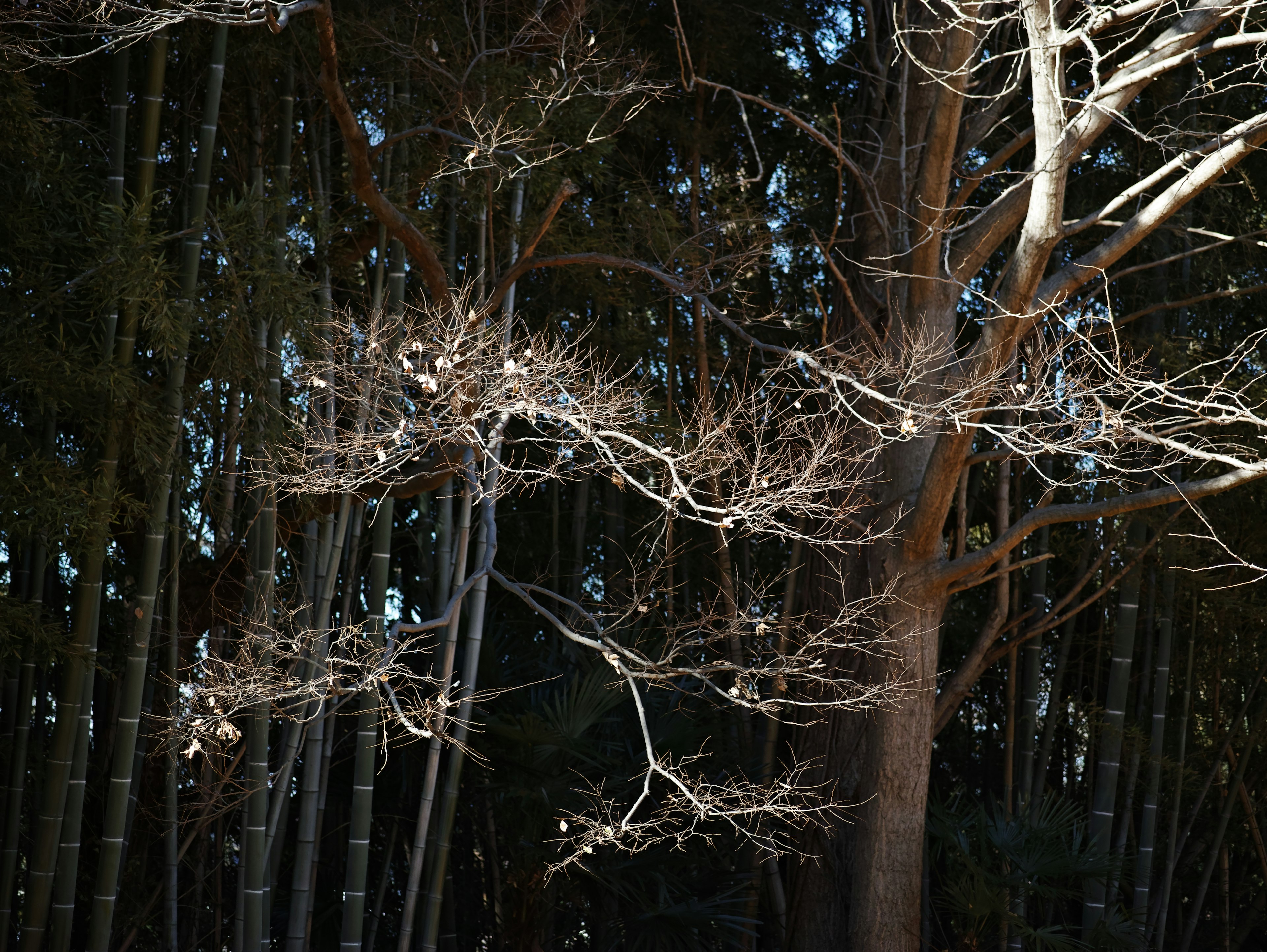 Immagine di un albero con rami sottili illuminati dalla luce circondato da bambù sullo sfondo