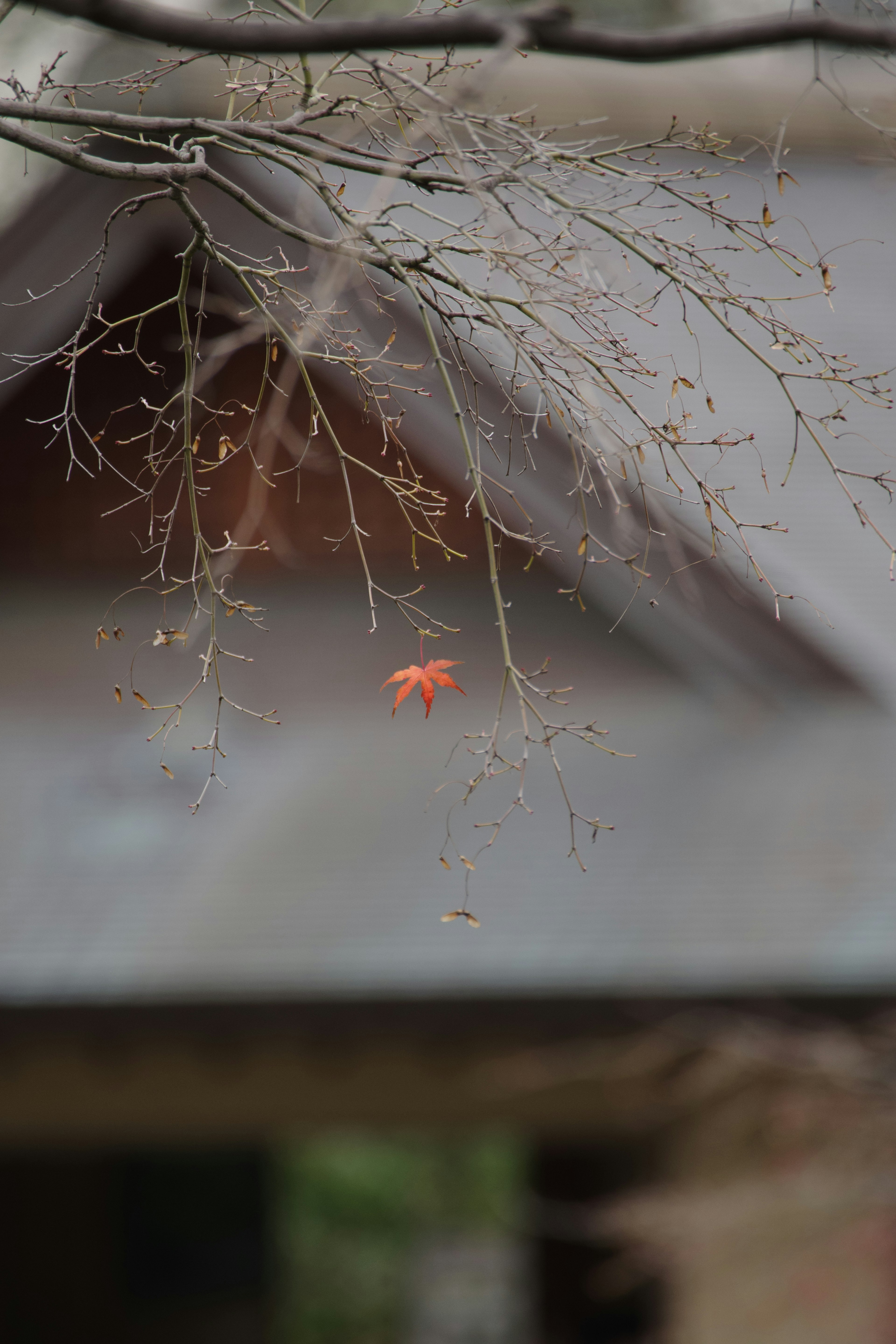 A red leaf swaying near the roof in an autumn scene