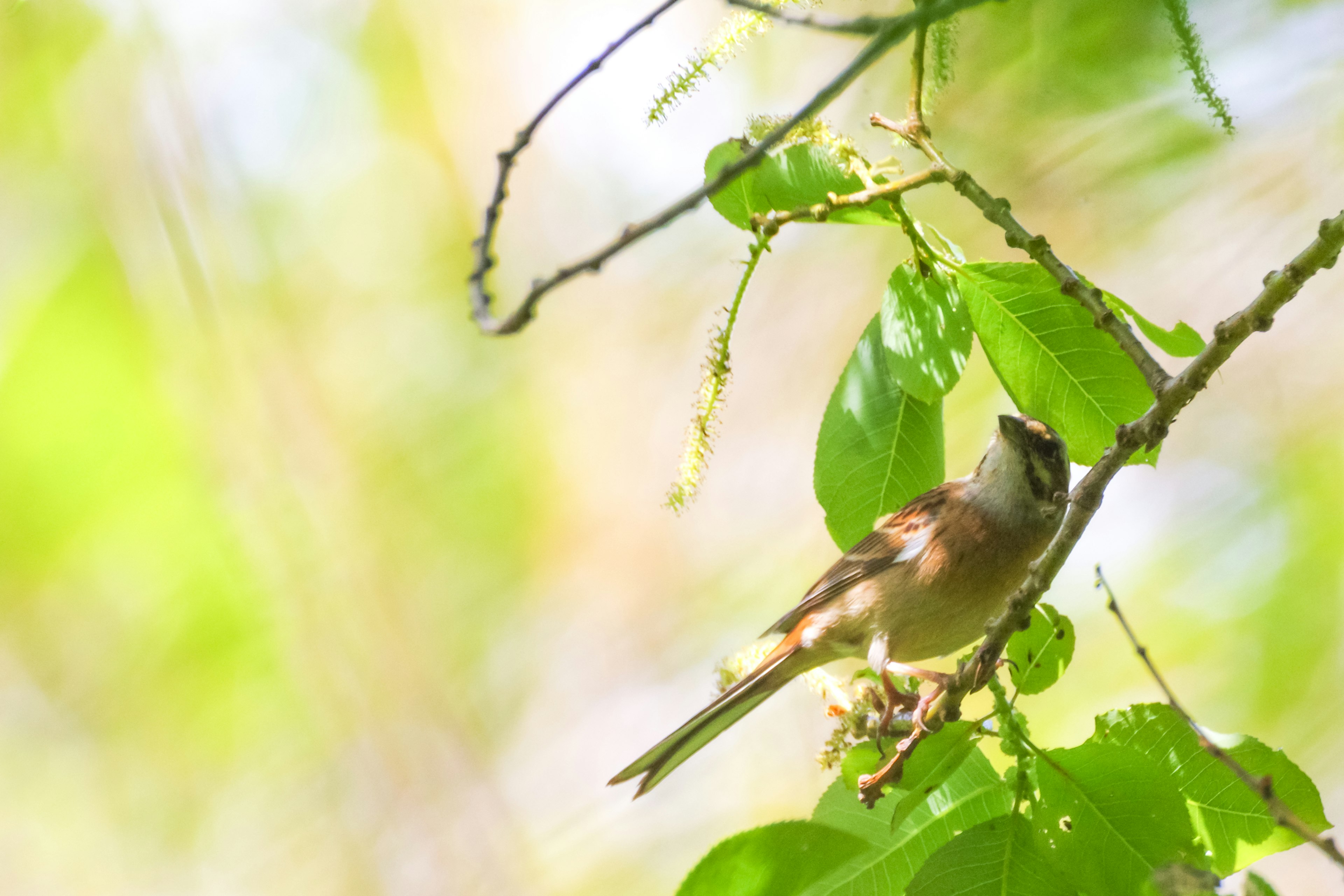 Seekor burung kecil bertengger di antara daun hijau