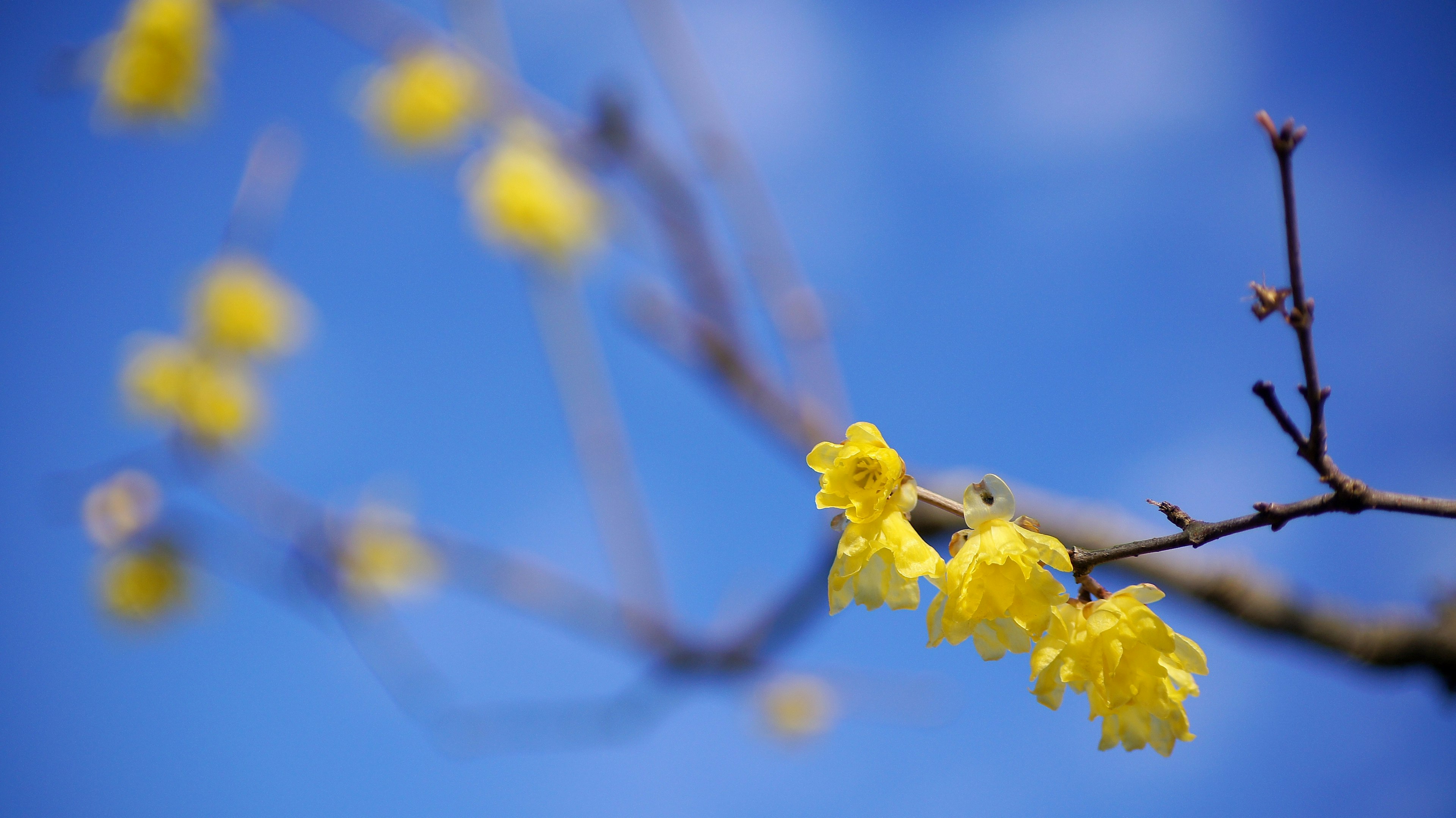 Zweig mit gelben Blumen vor blauem Himmel