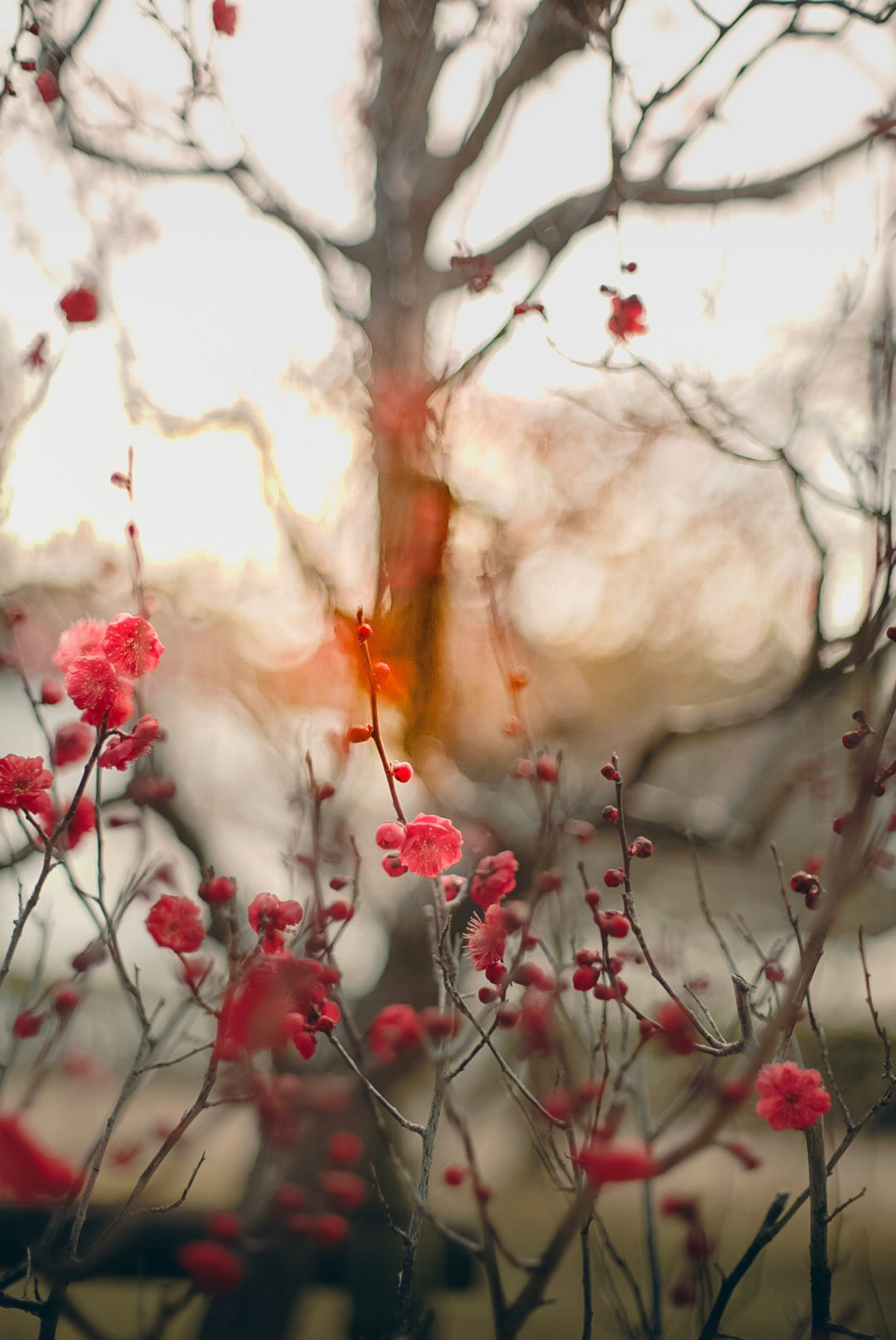 Hermosa escena borrosa de flores de primavera con fondo de árbol