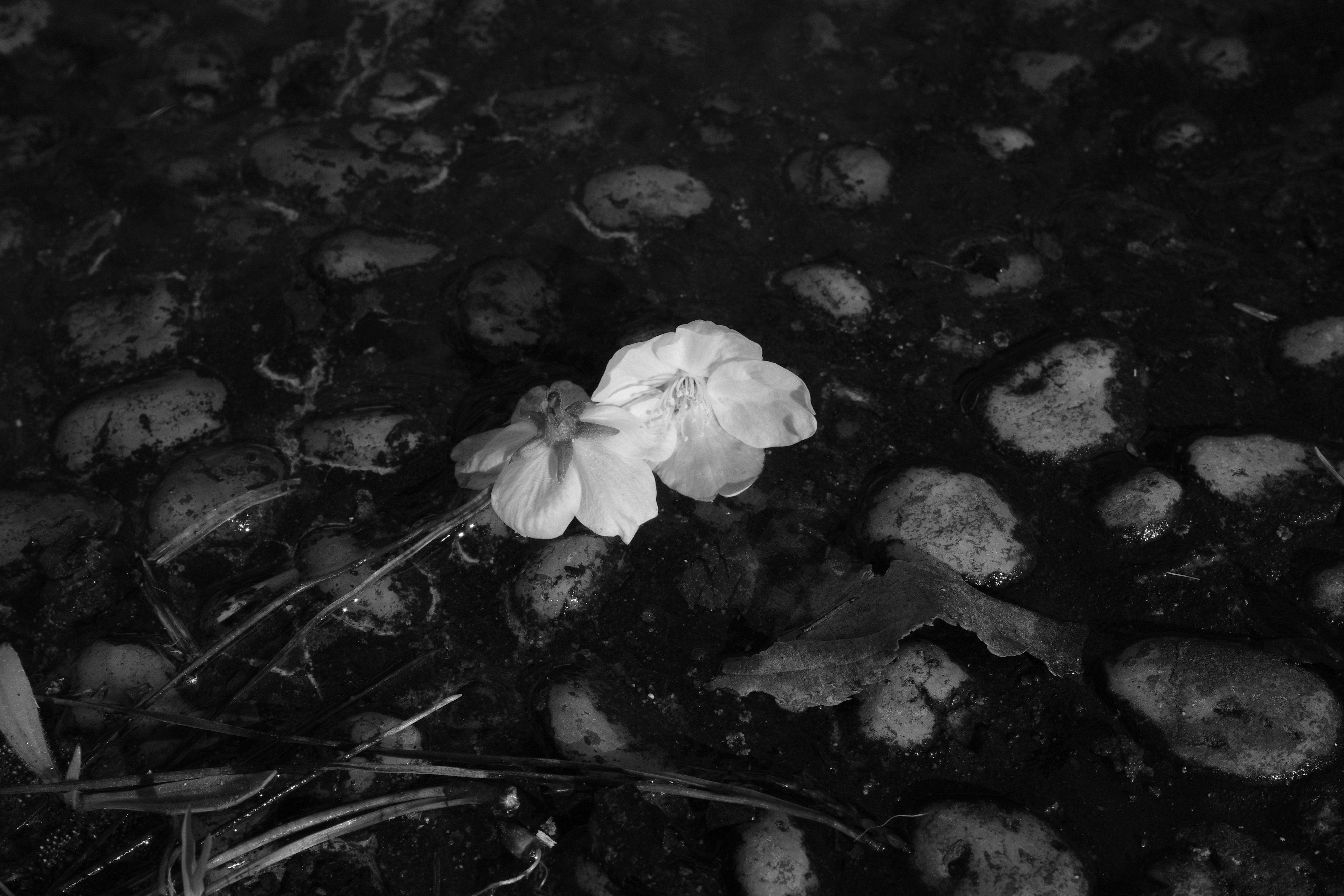 White flower floating on a dark water surface surrounded by stones