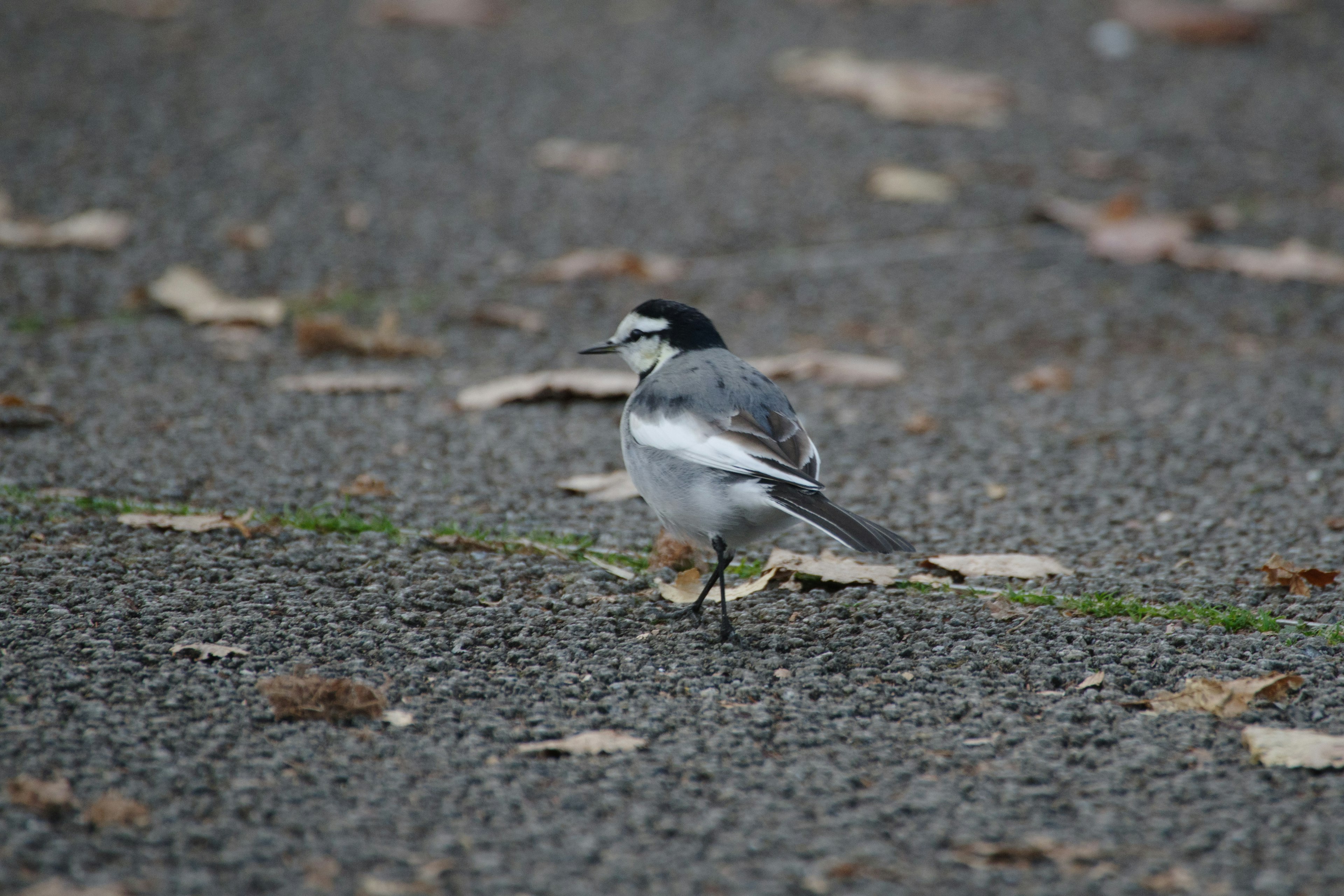 Ein grauer Vogel läuft auf dem Boden mit verstreuten Blättern im Hintergrund