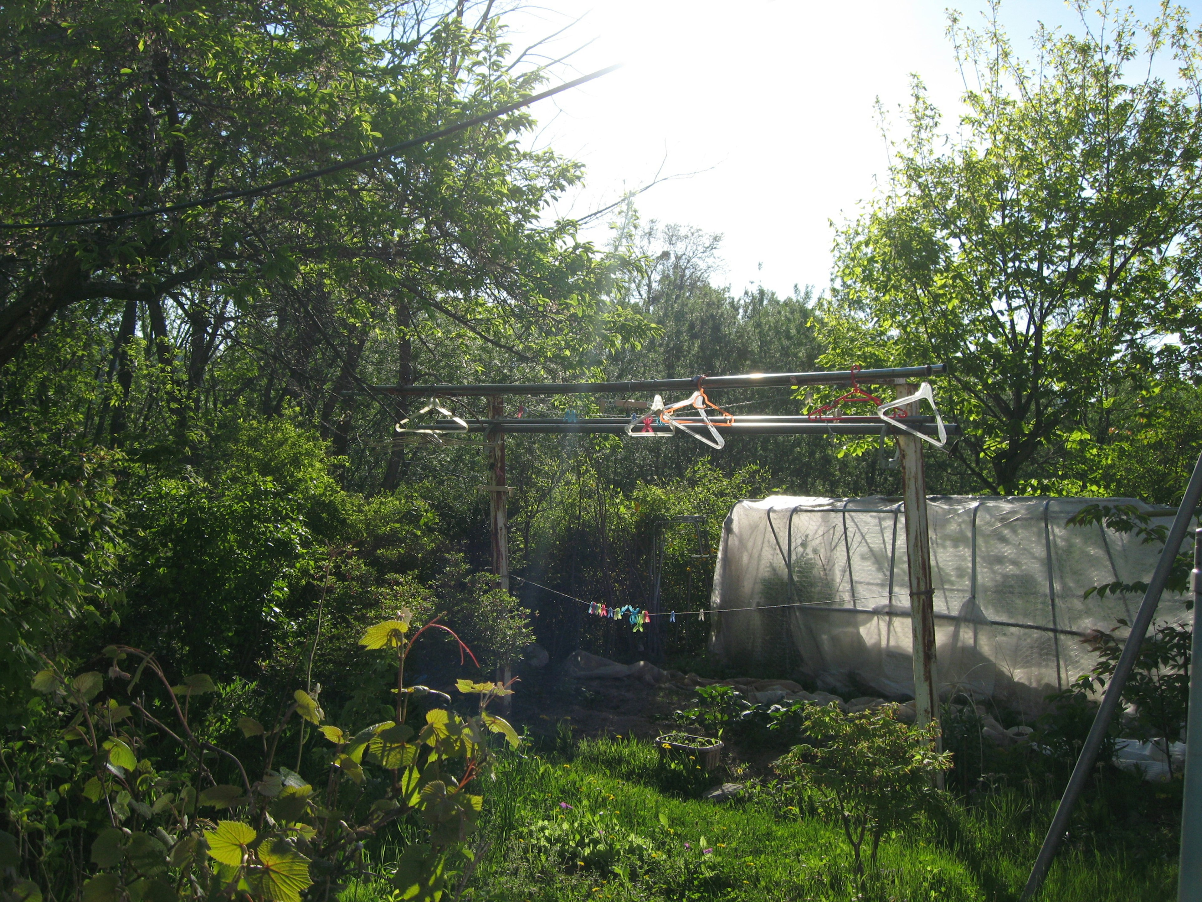 Clothesline in a garden surrounded by lush greenery