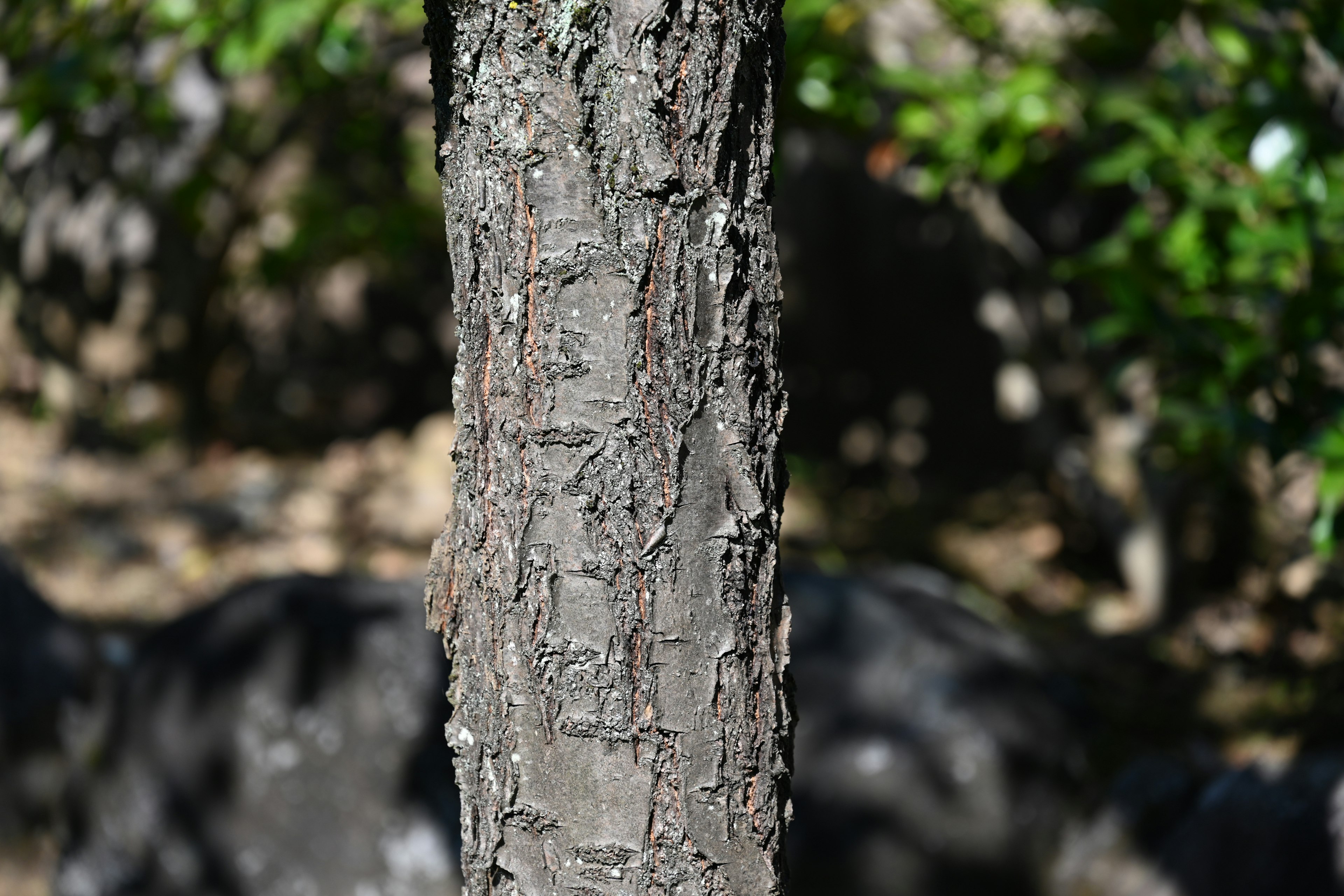 Texture détaillée d'un tronc d'arbre avec un fond naturel