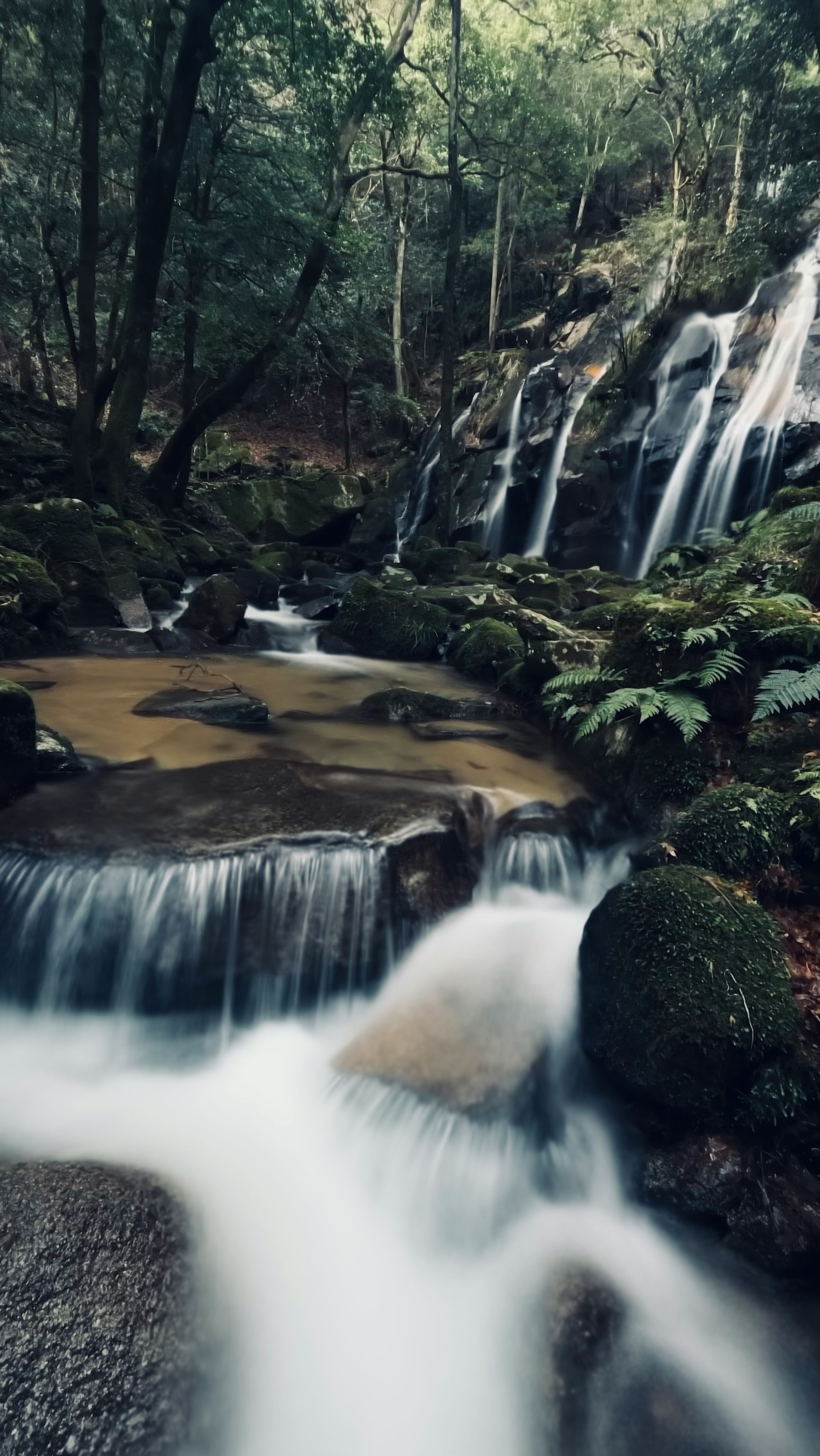 Scène de waterfall magnifique entourée de forêt luxuriante eau qui coule et rochers