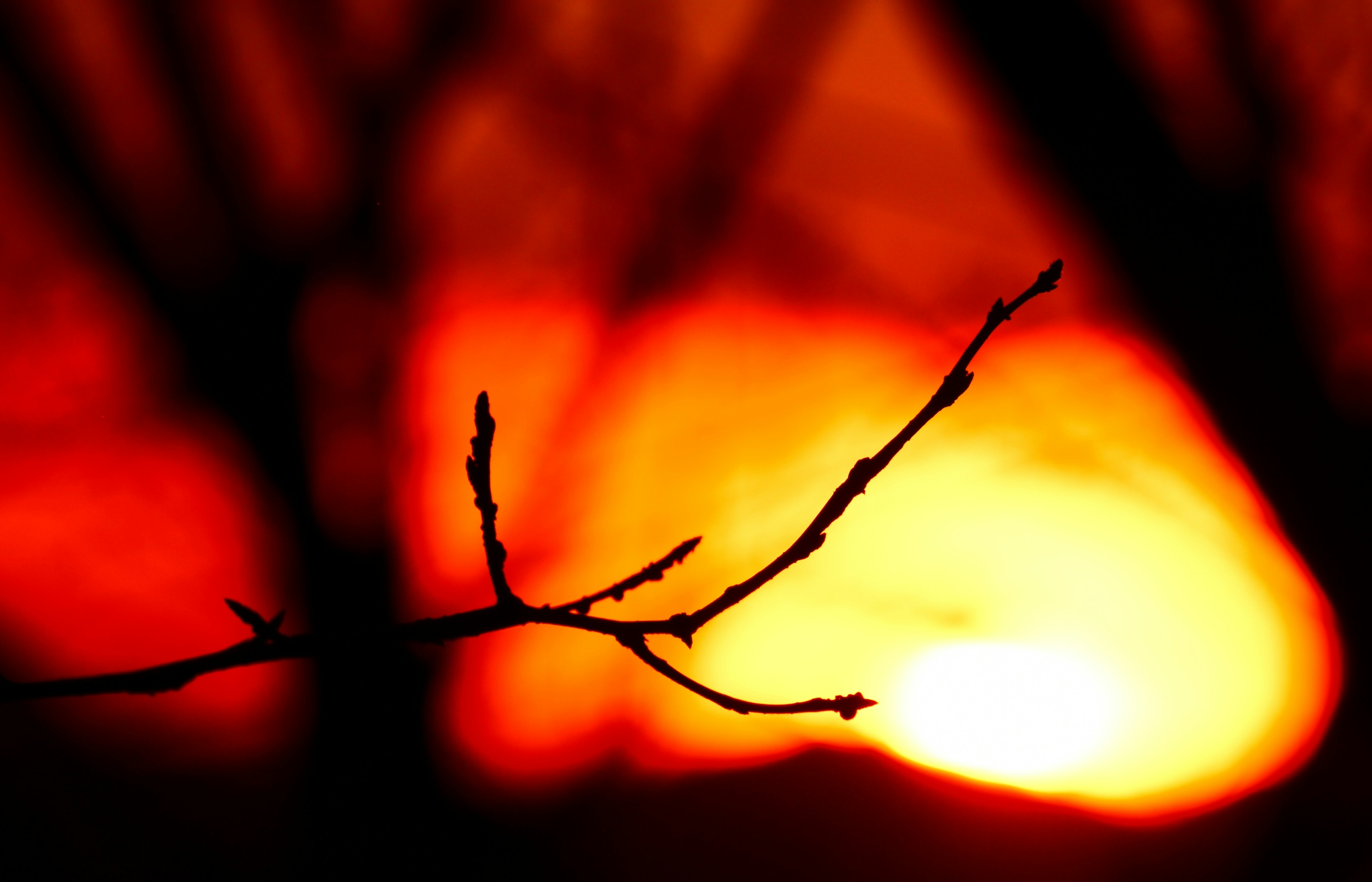 Silhouette d'une branche contre un fond de coucher de soleil vibrant