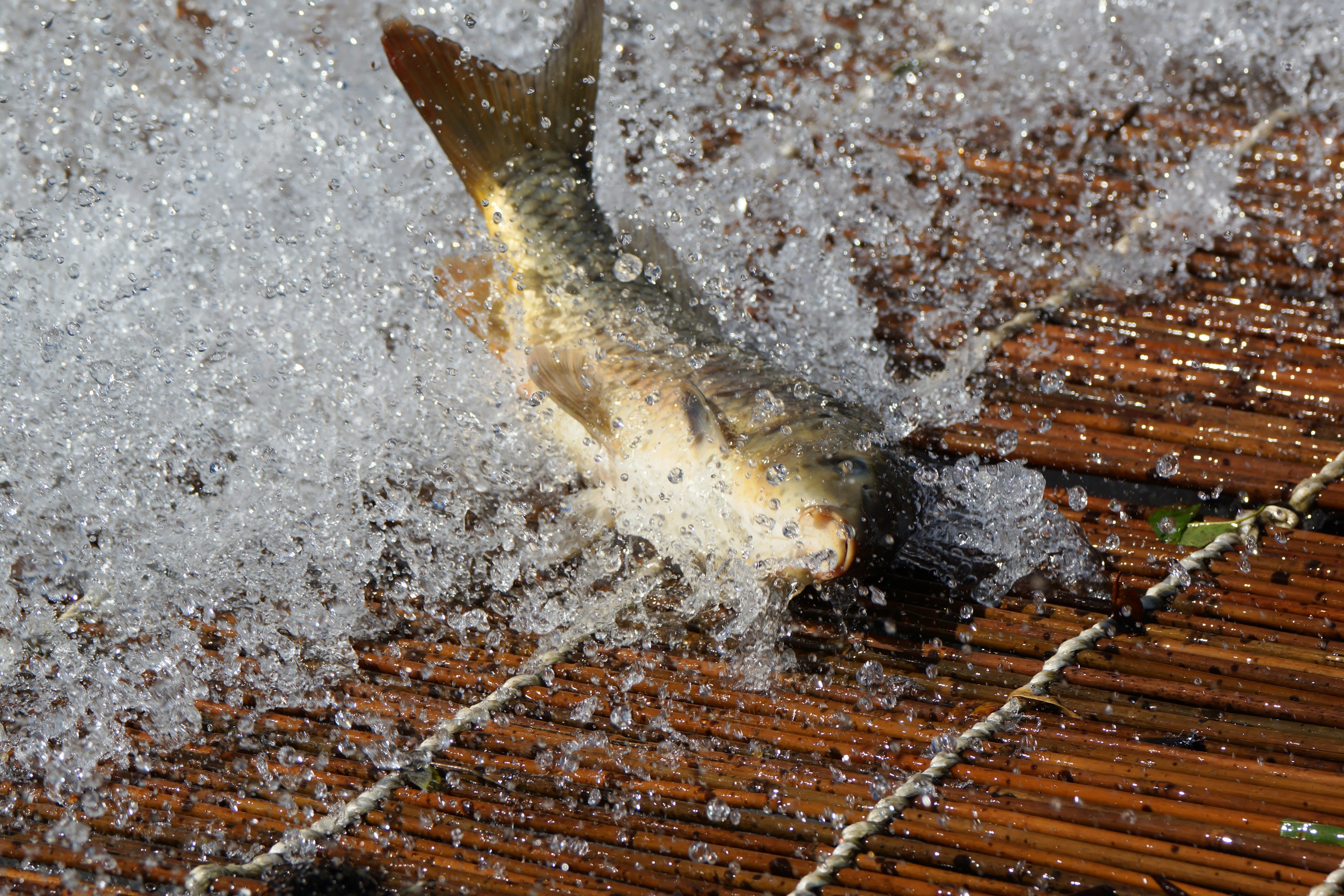 Ein Fisch springt mit Wasserspritzern auf einer Holzoberfläche