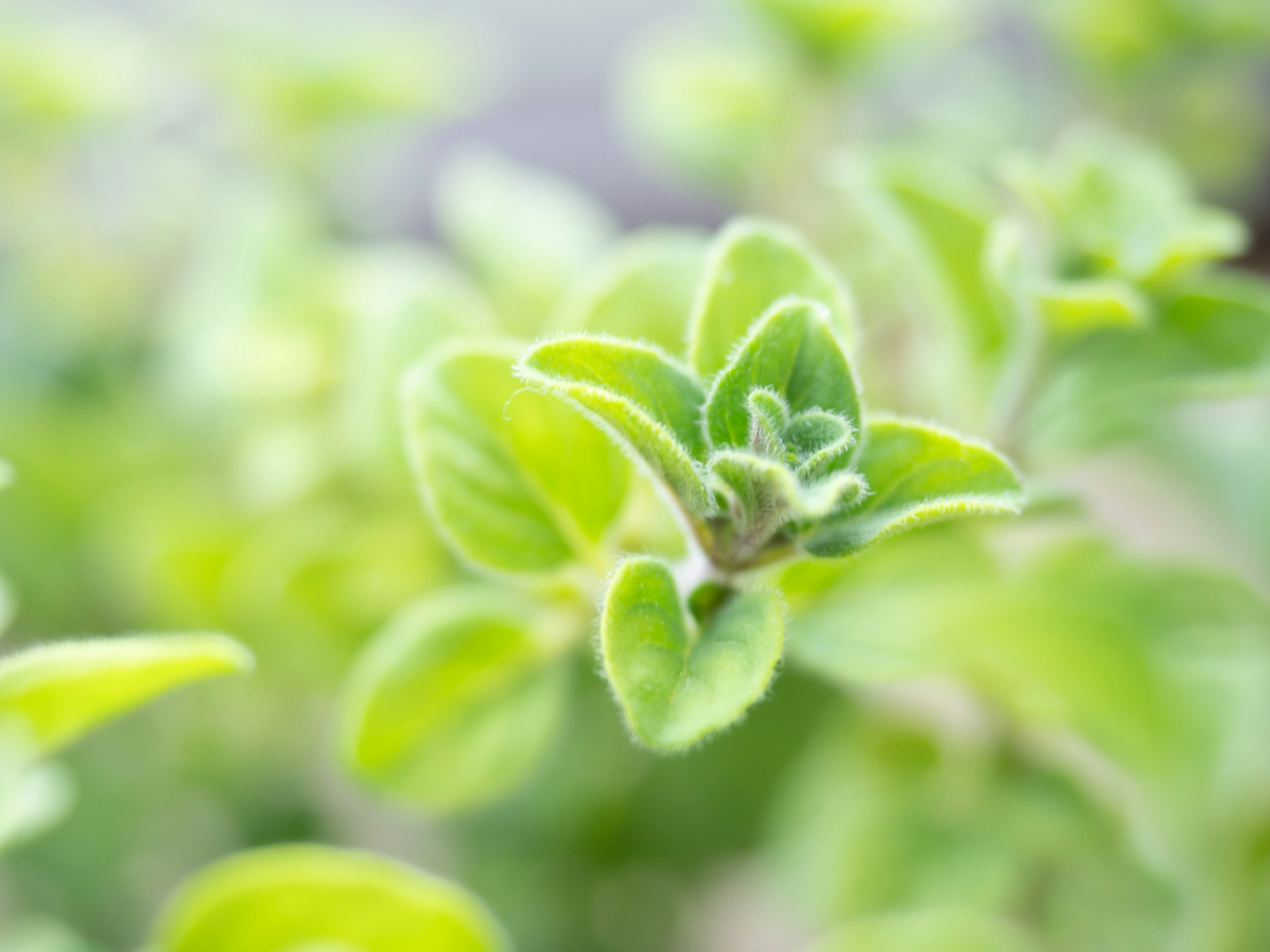 Close-up of vibrant green oregano leaves