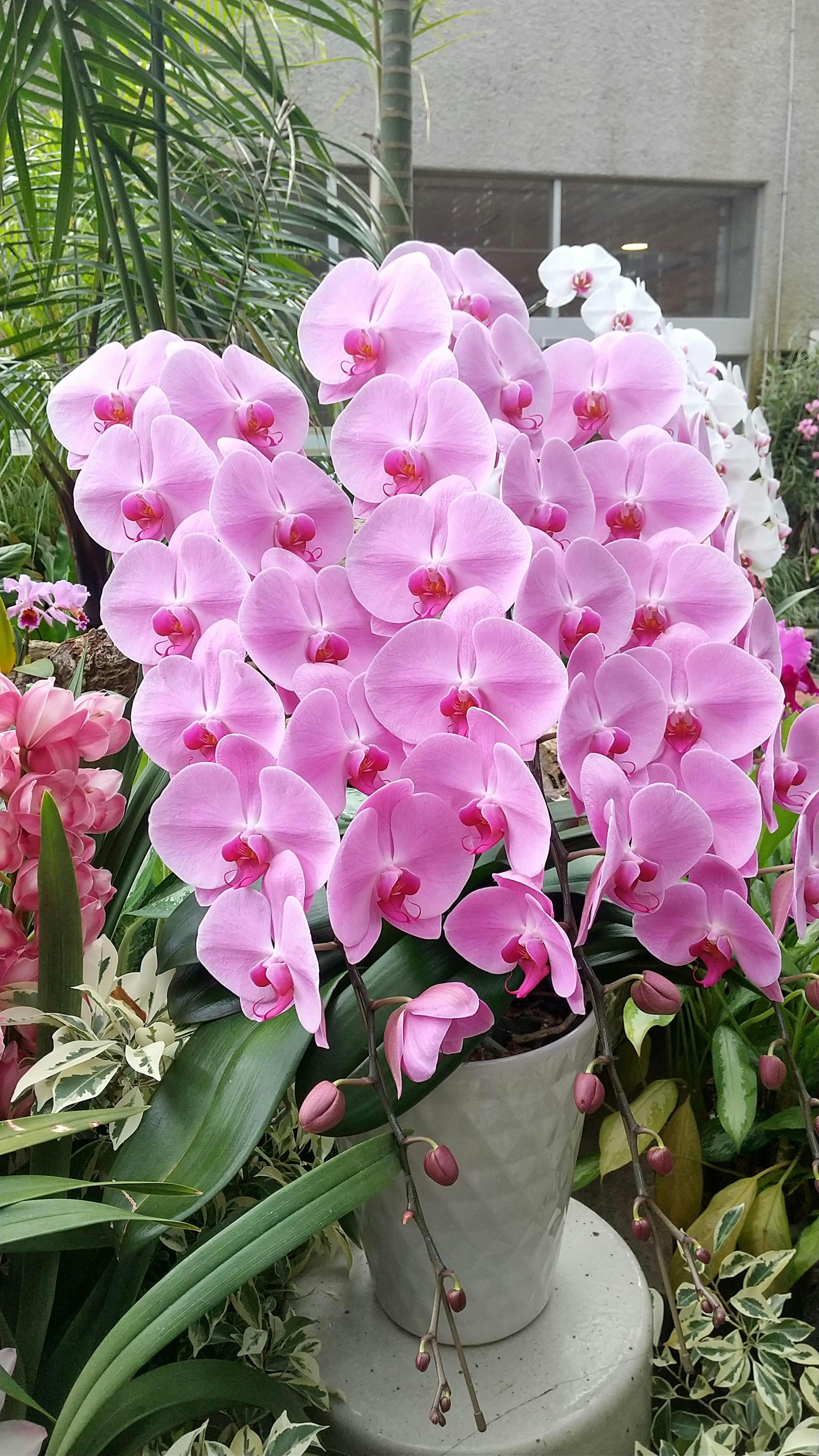 A cluster of pink orchids in a pot with green foliage