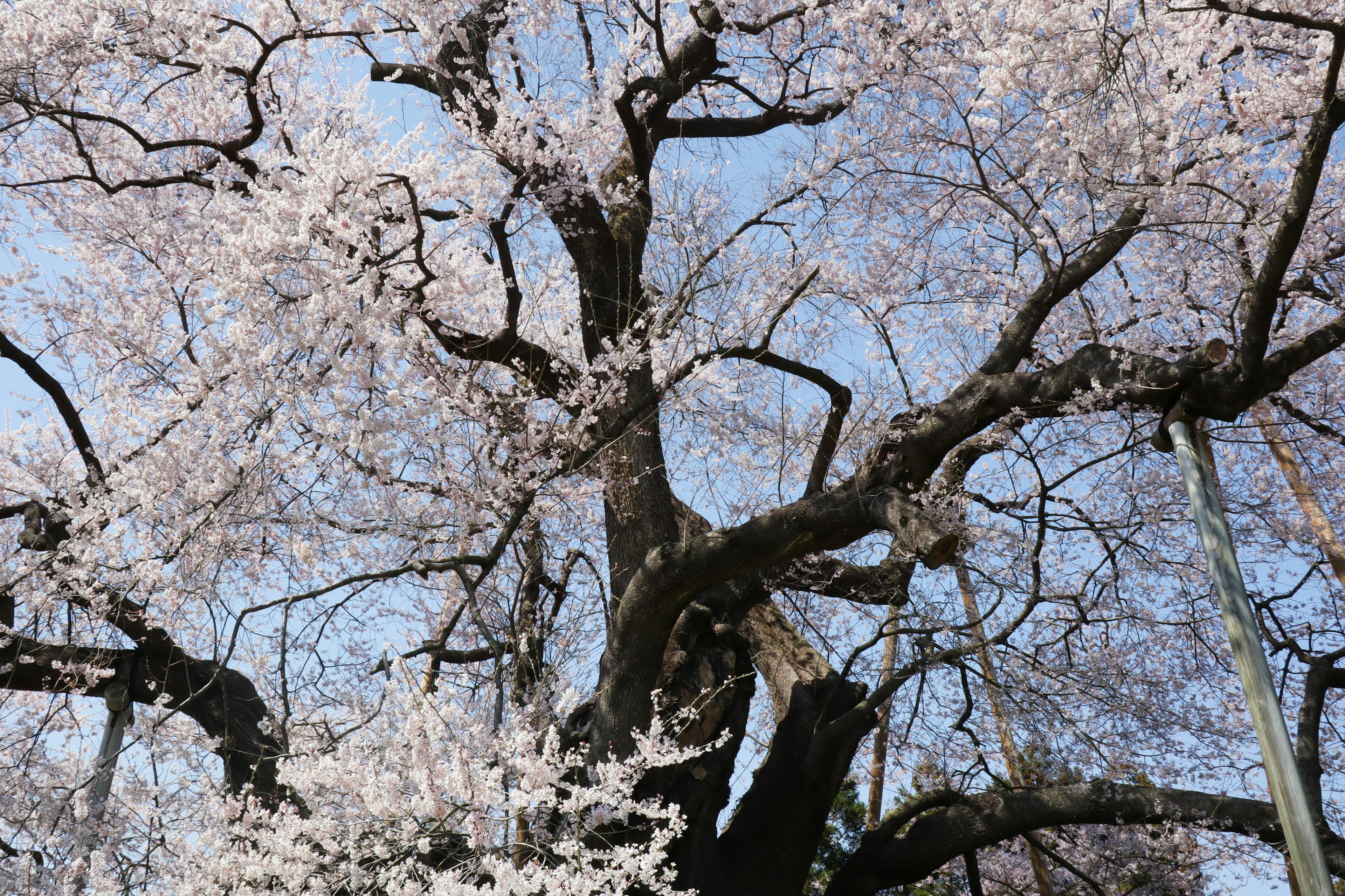 Flores de cerezo en flor bajo un cielo azul con un tronco grande