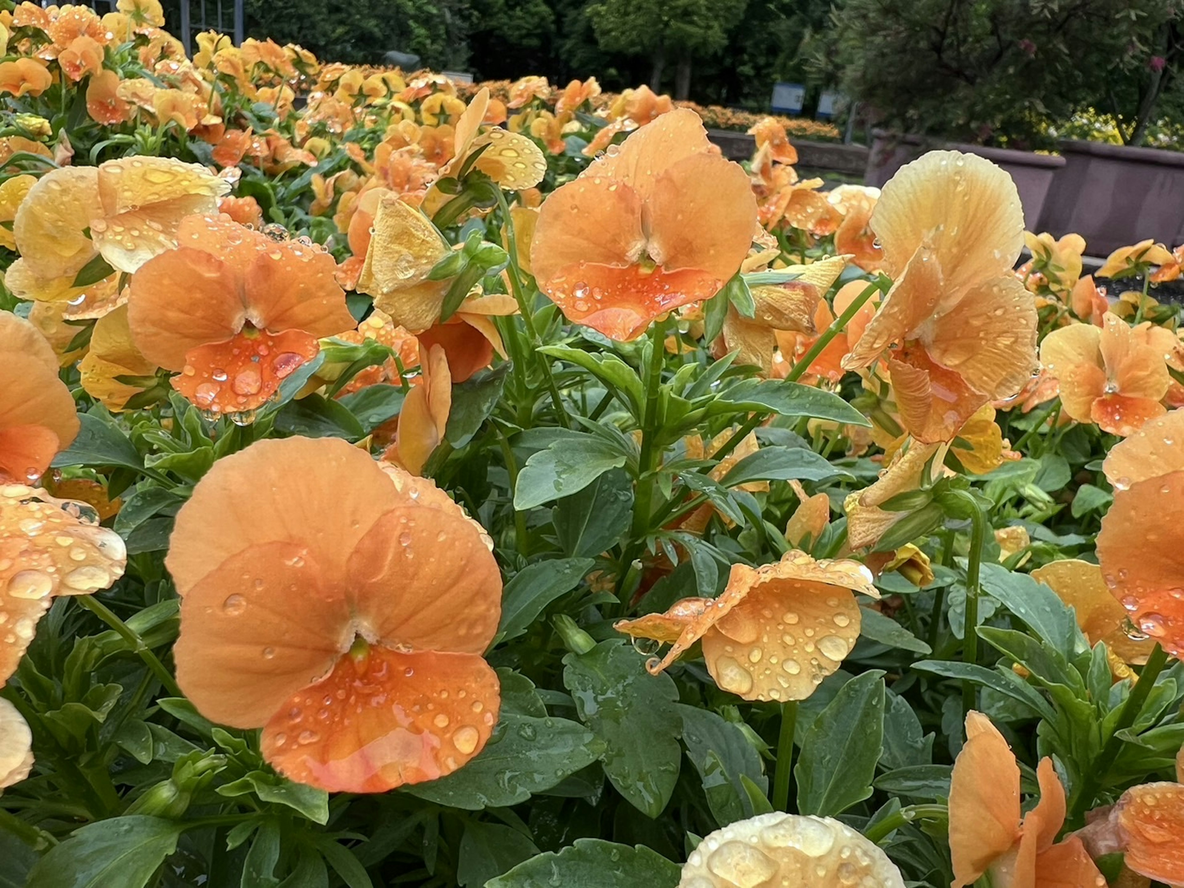 Primo piano di fiori di viola arancioni che sbocciano in un giardino