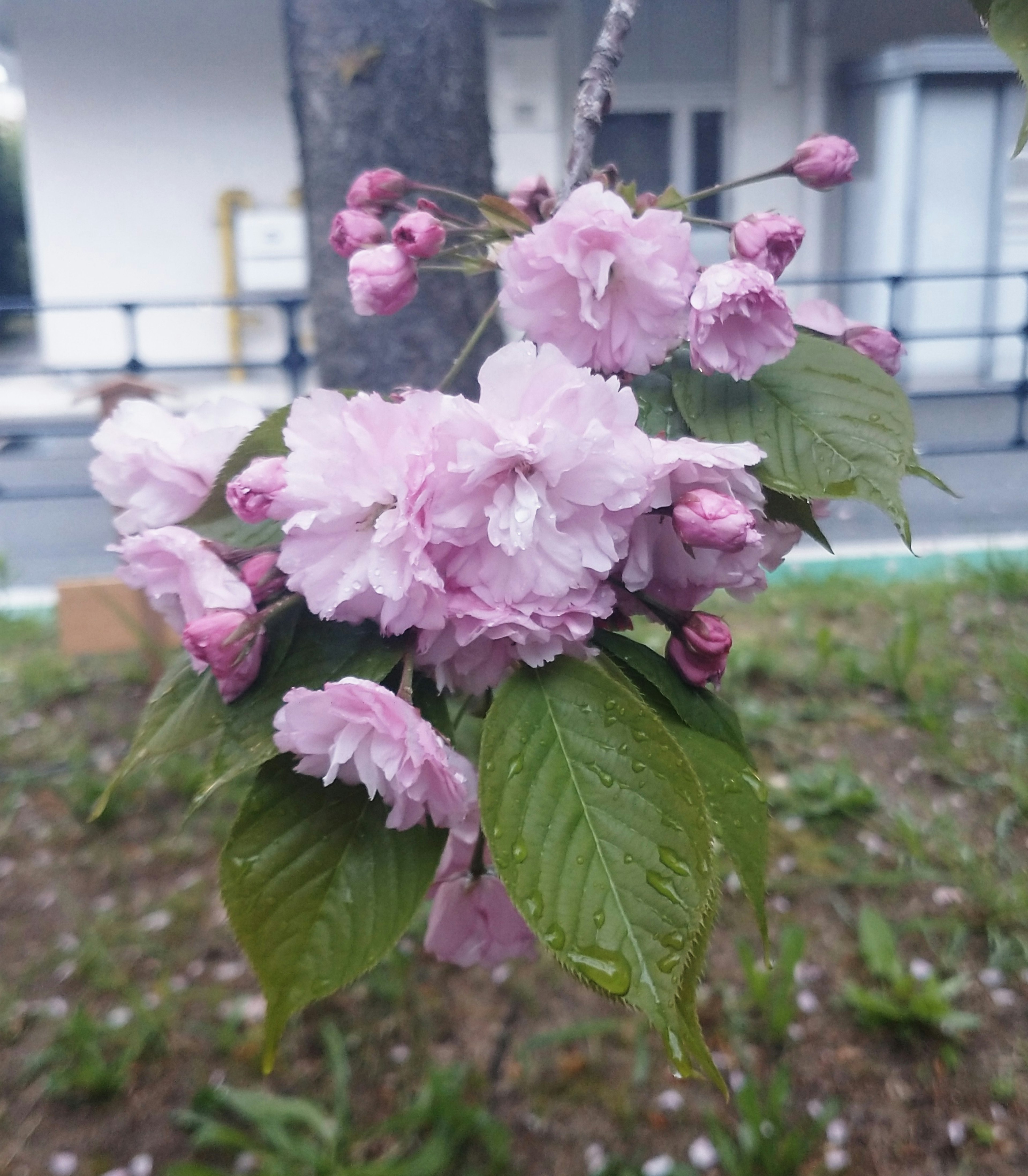 带有浅粉色花朵和绿色叶子的樱花树枝